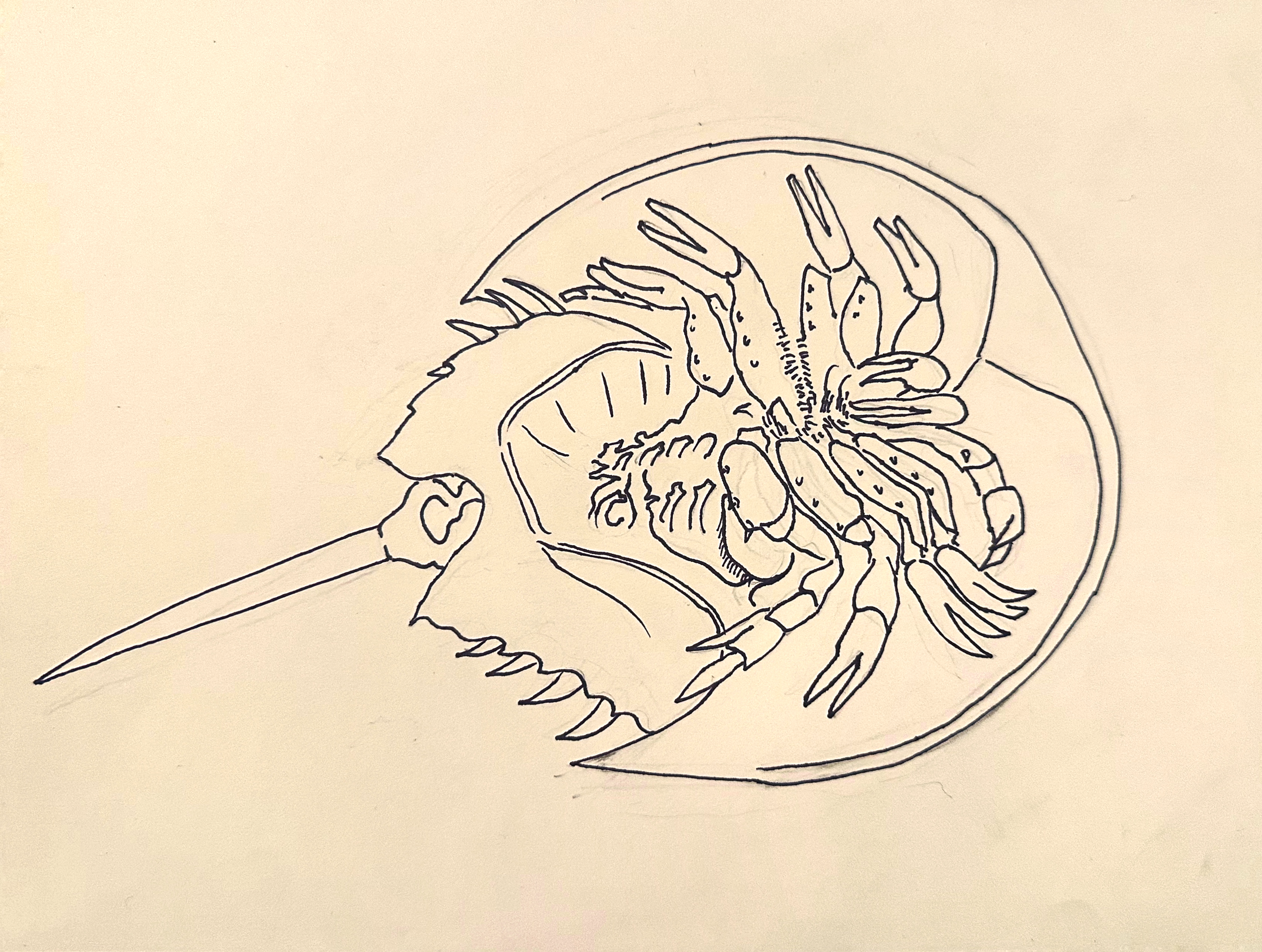 Horseshoe Crab/sharpie pen, graphite on cream cardstock/8.5x11"/December 2025