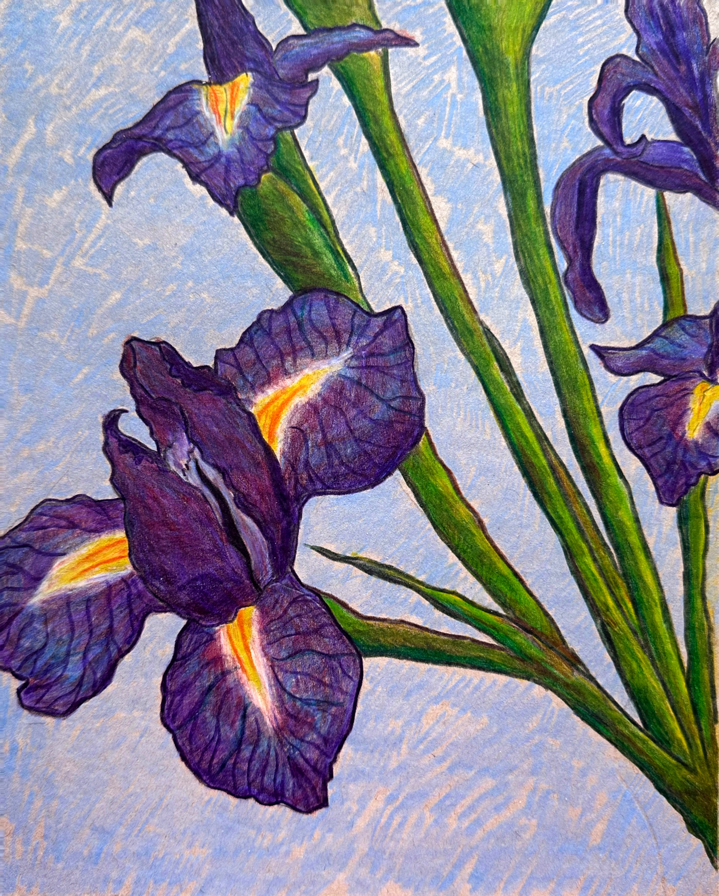 irises 2025.png
