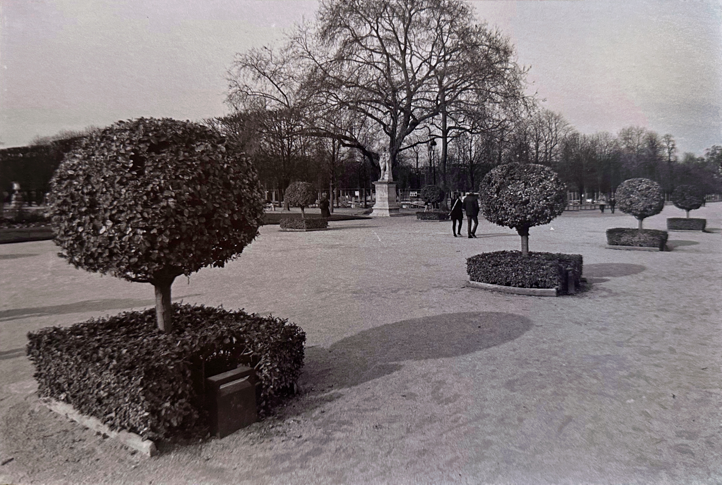 tuileries trees.png