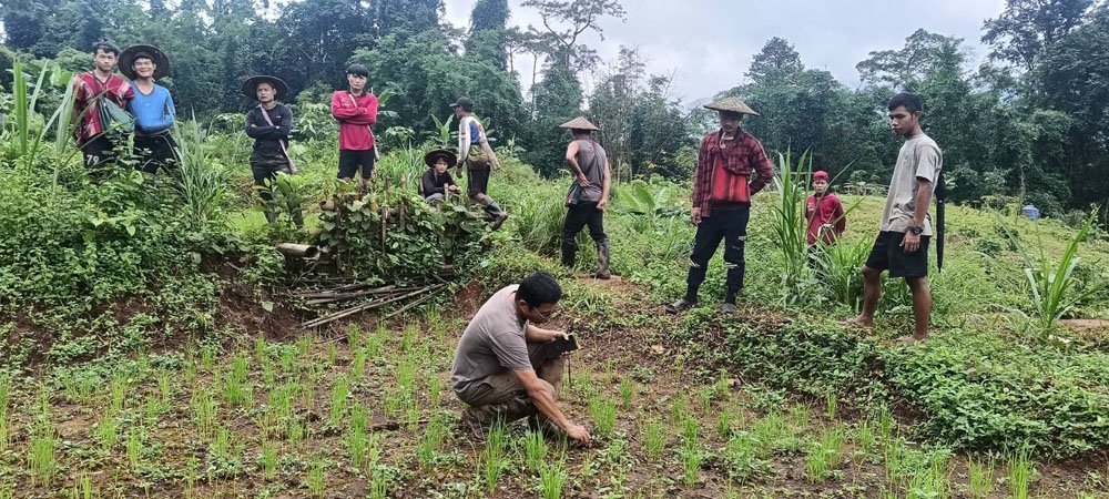 Grow Paddy(1).jpg