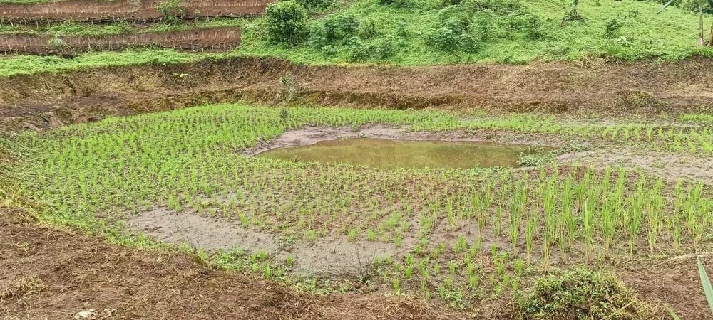 Grow paddy.jpg