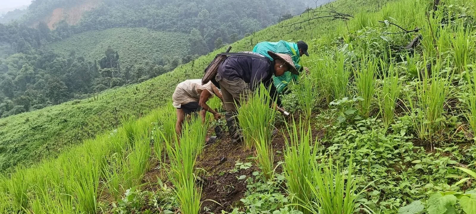 terraced fields.jpg