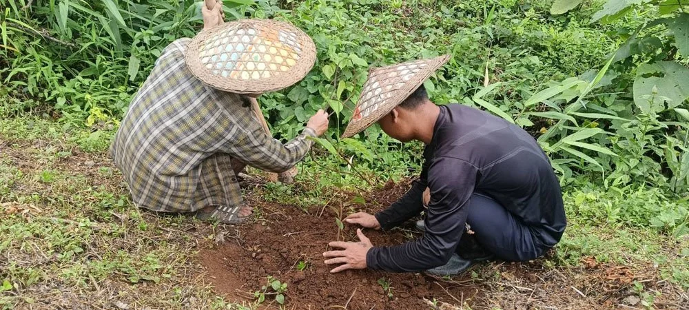 plant jackfruit and durian(1).jpg