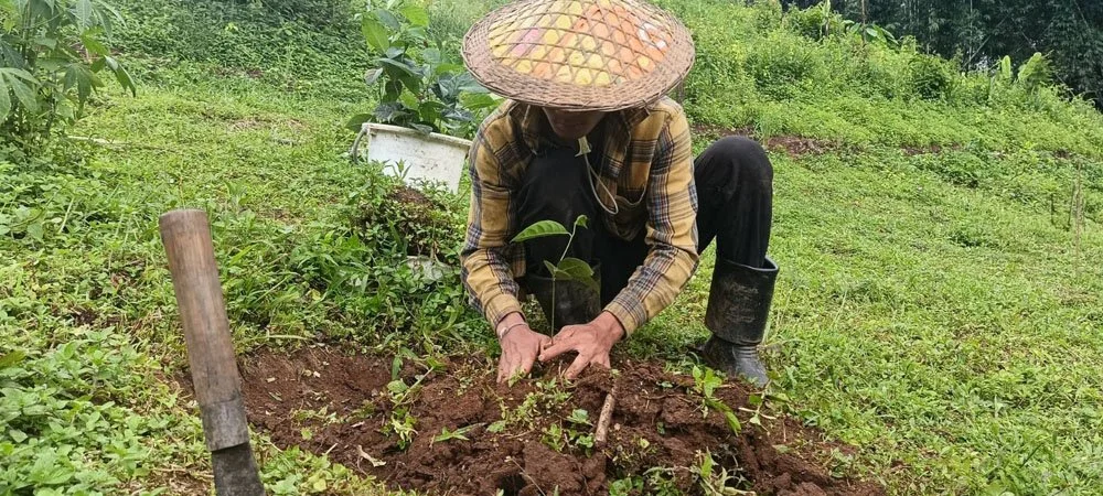 plant jackfruit and durian(2).jpg