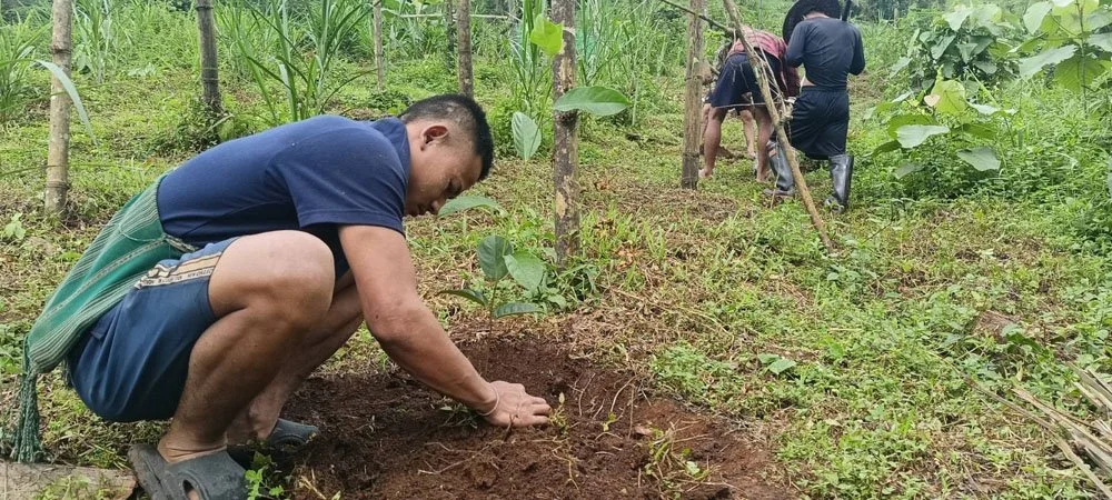 plant jackfruit and durian.jpg
