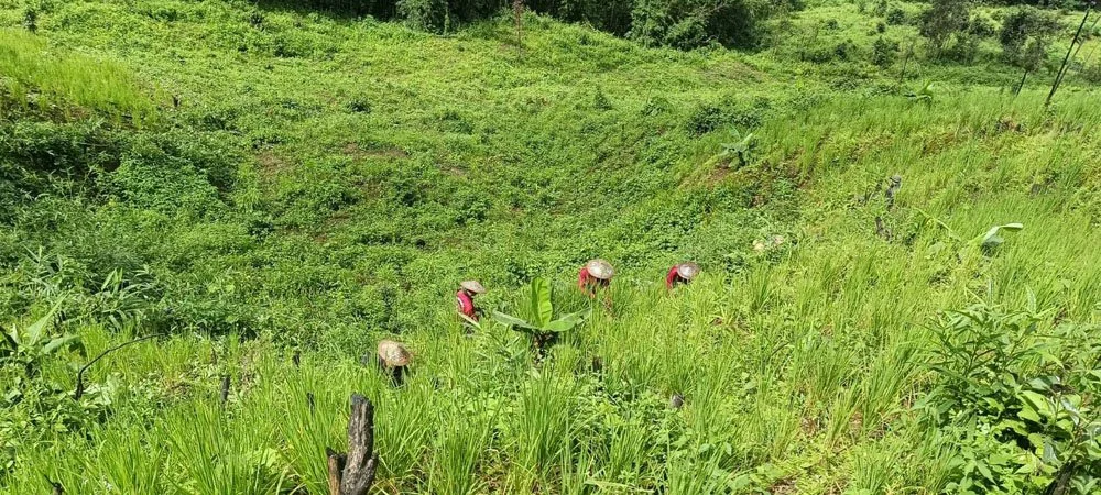 upland paddy fields.jpg