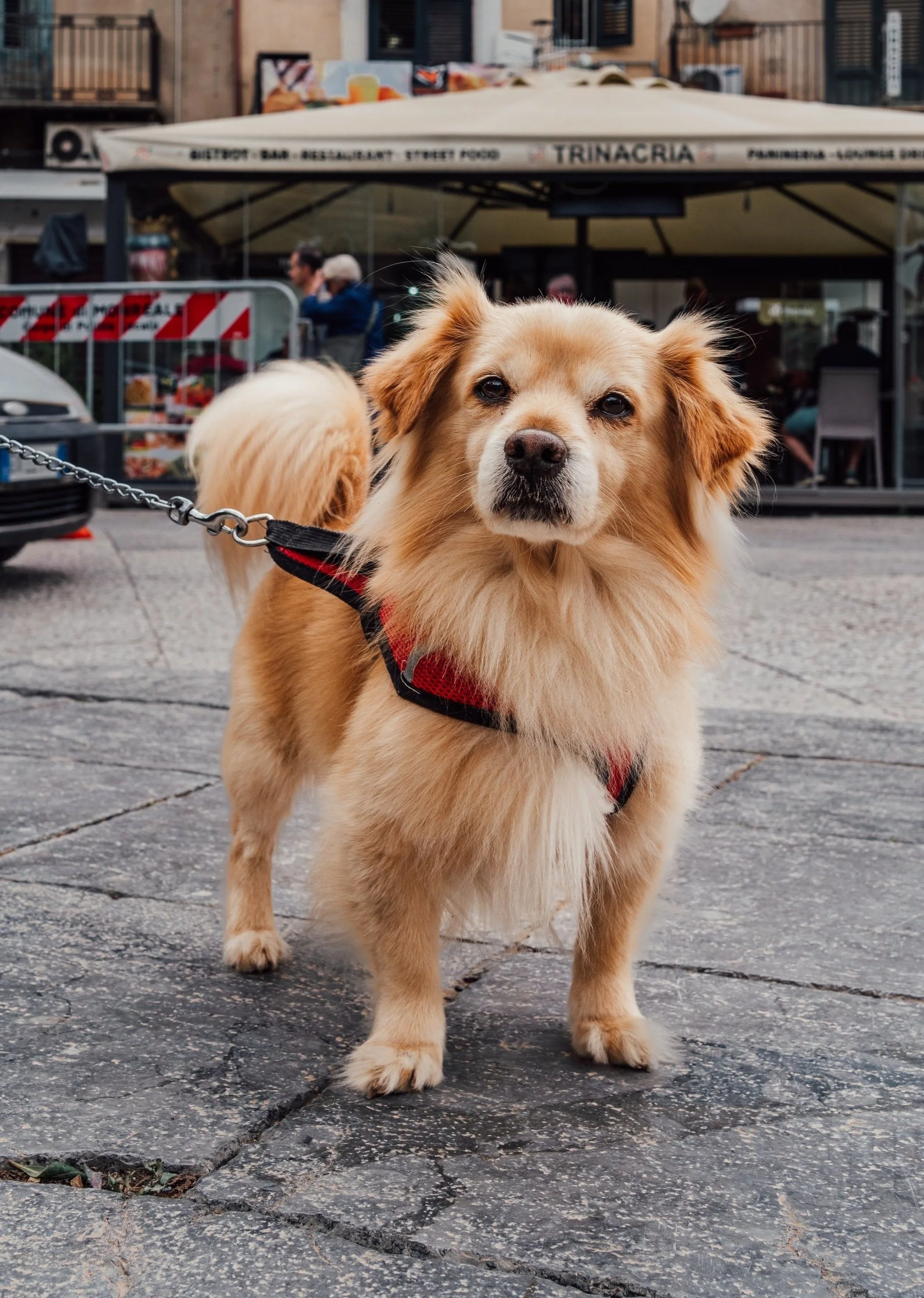 Mix breed dog with red harness standing on a sidewalk in front of a restaurant.