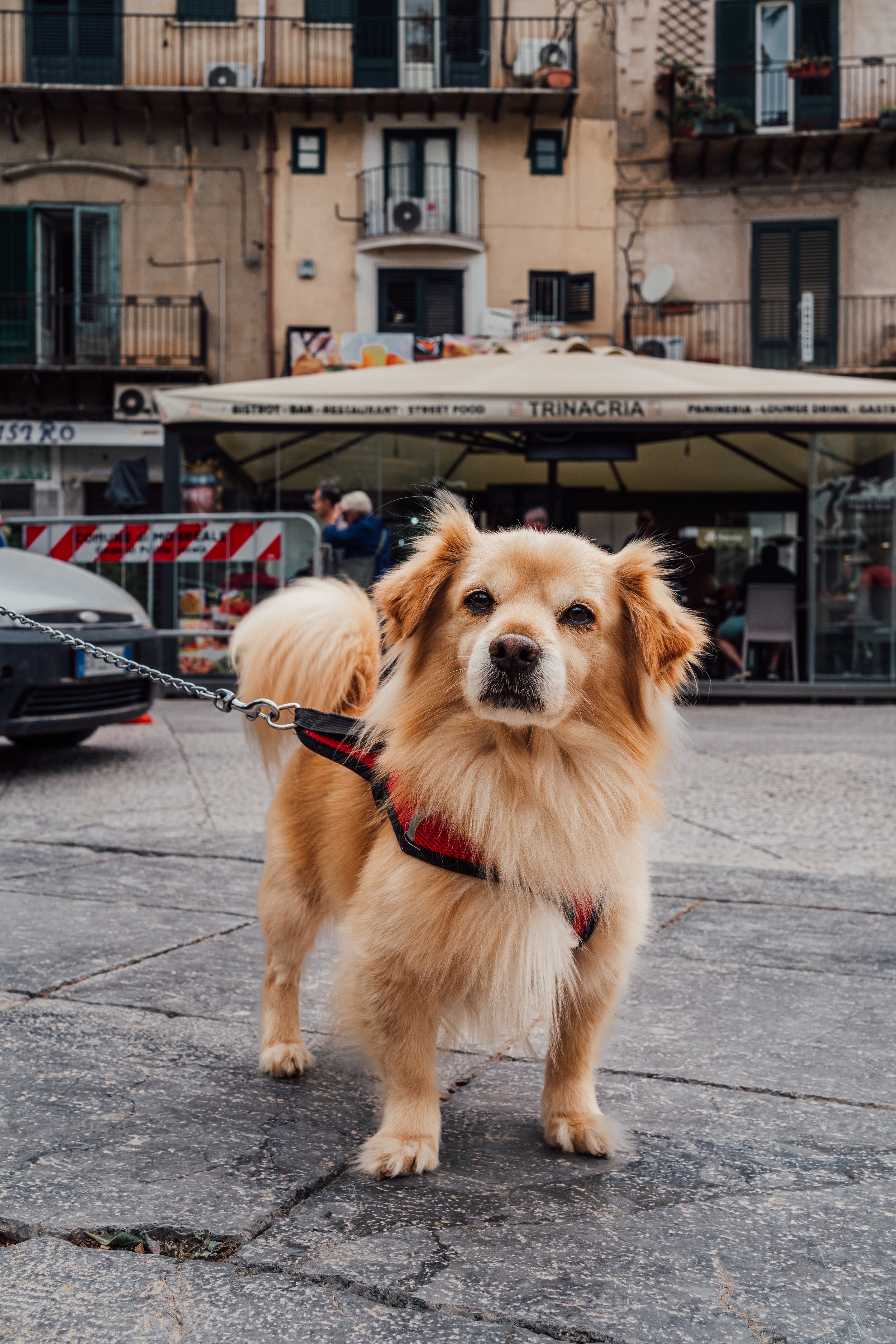 Monreale Cutie-02338.jpg