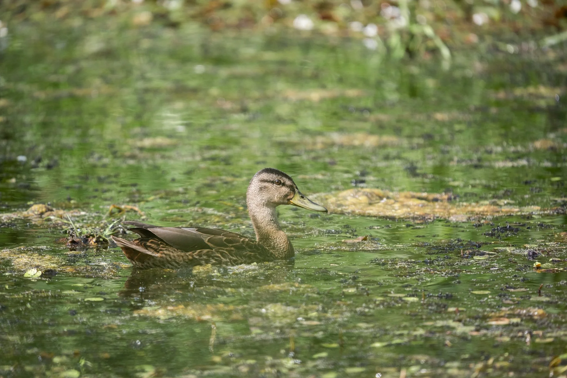 Aston Locks Nature Reserve _37.jpg