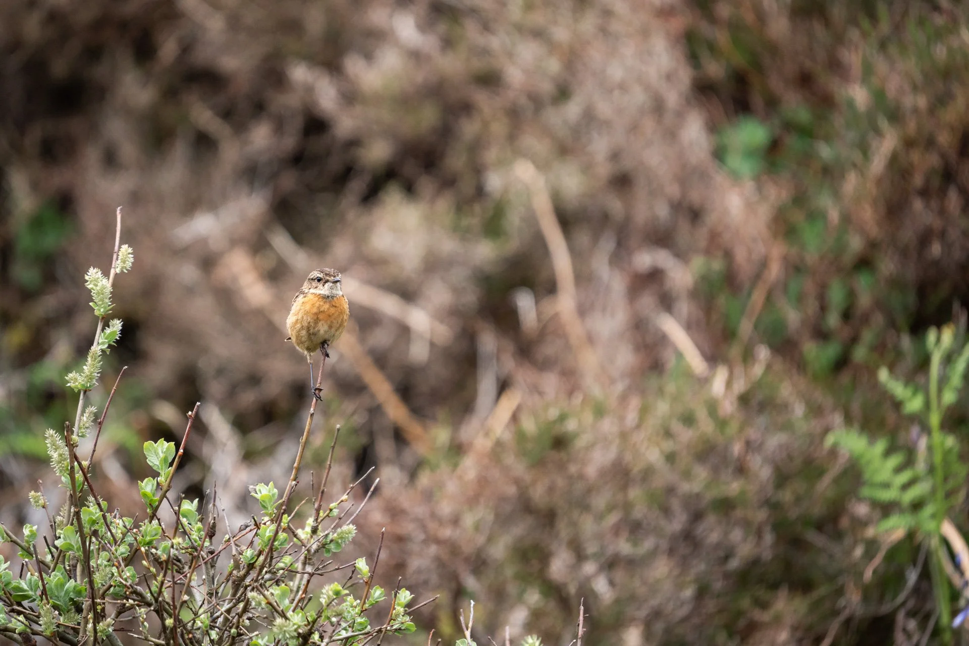 Ulva Photo Walk_10.jpg