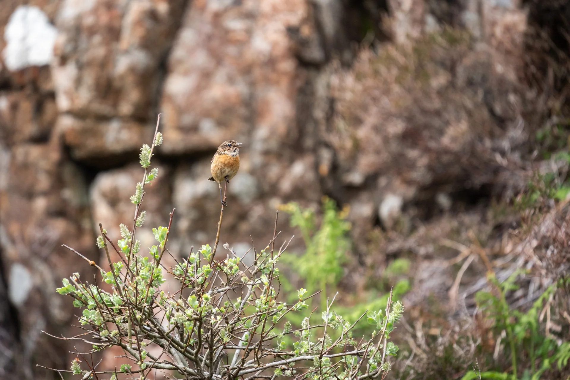 Ulva Photo Walk_09.jpg