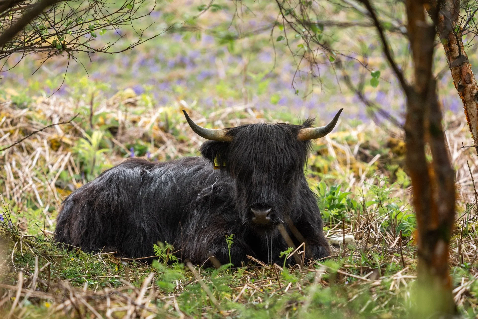 Ulva Photo Walk_31.jpg