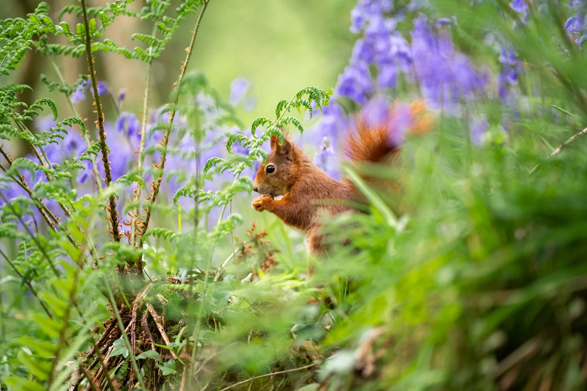 Bluebell Squirrels _16.jpg