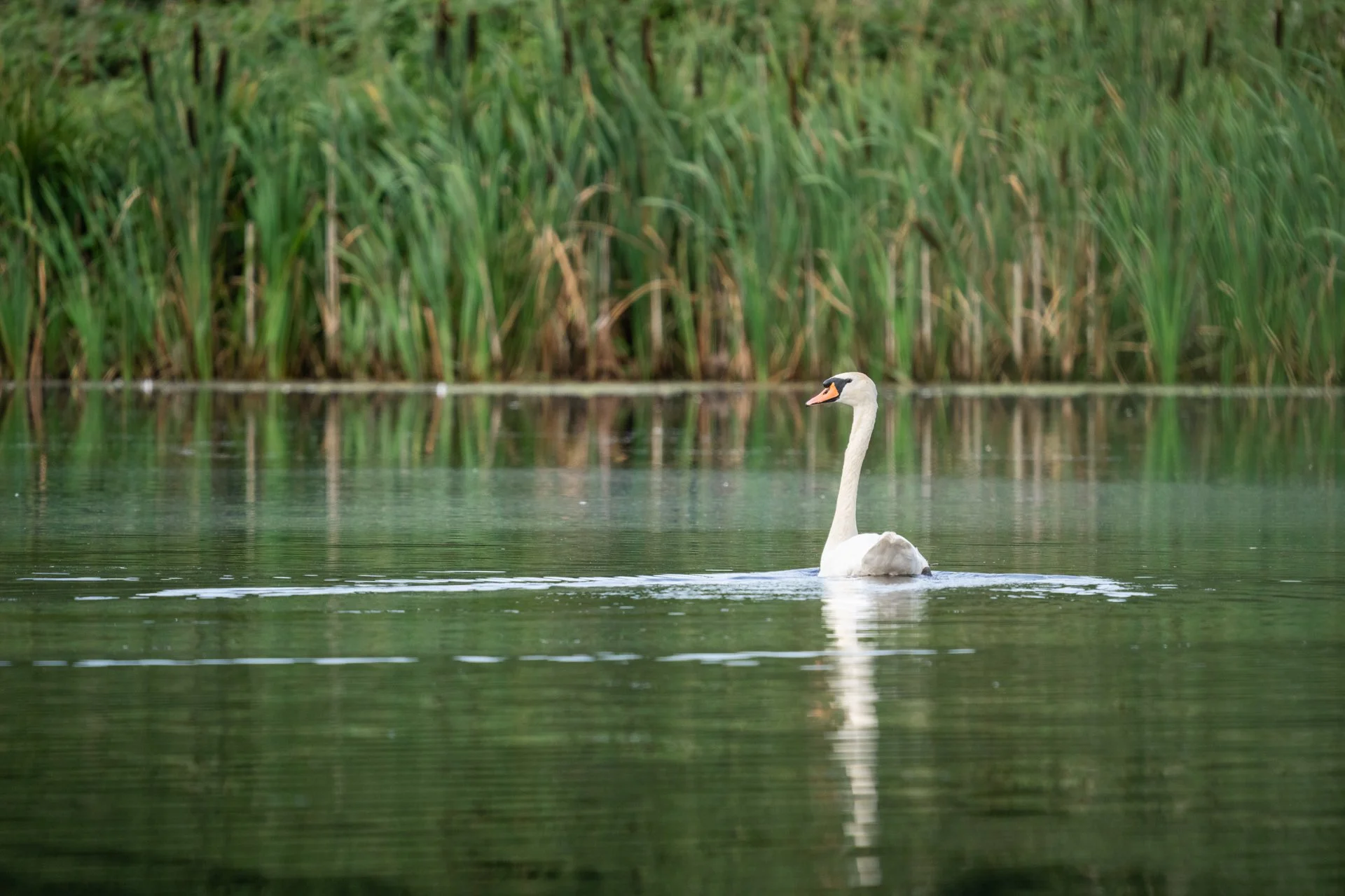 Aston Locks Nature Reserve _18.jpg