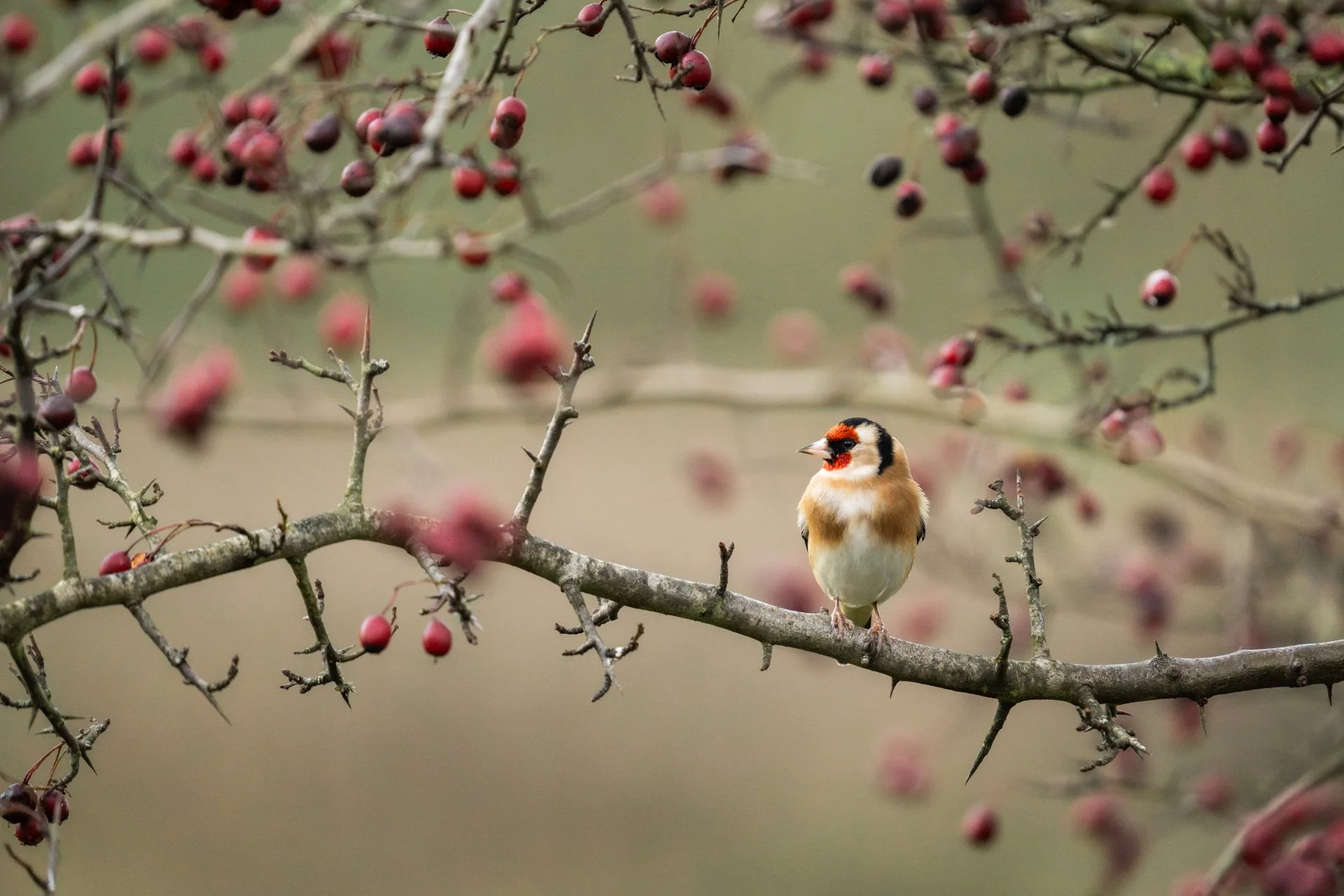 Decemeber Garden 04.jpg