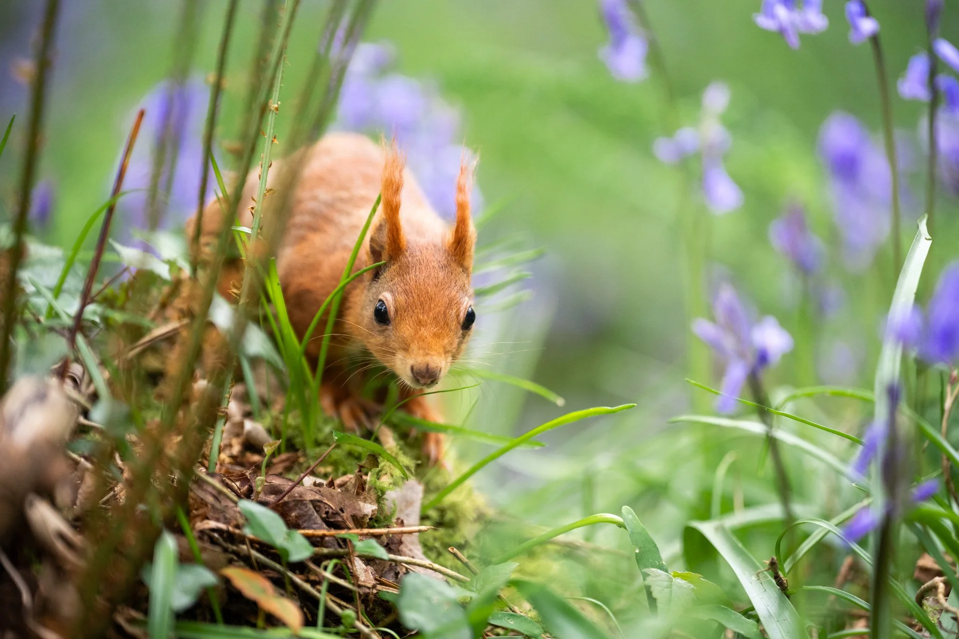 Bluebell Squirrels _03.jpg