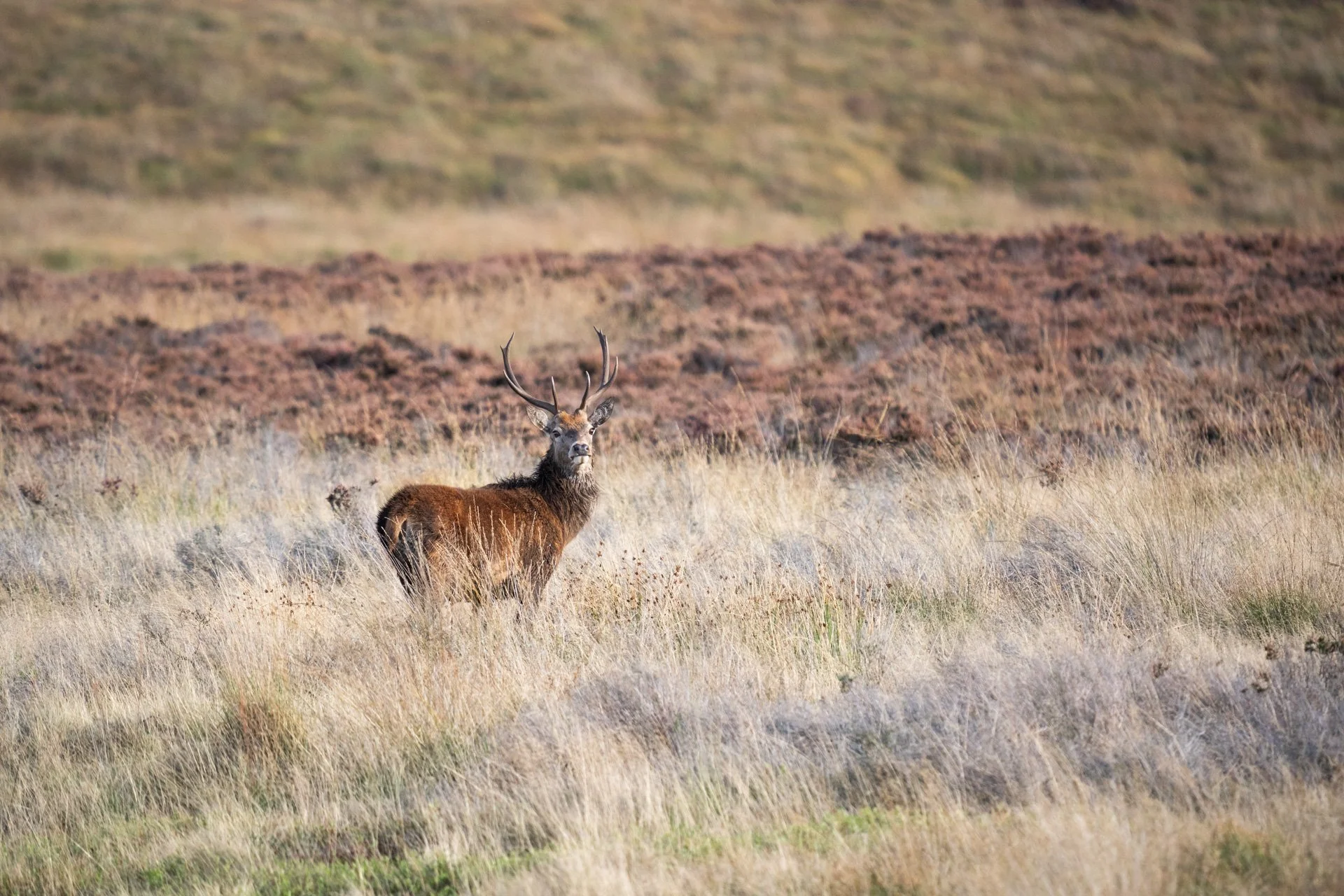 Peak District Deer _09.jpg