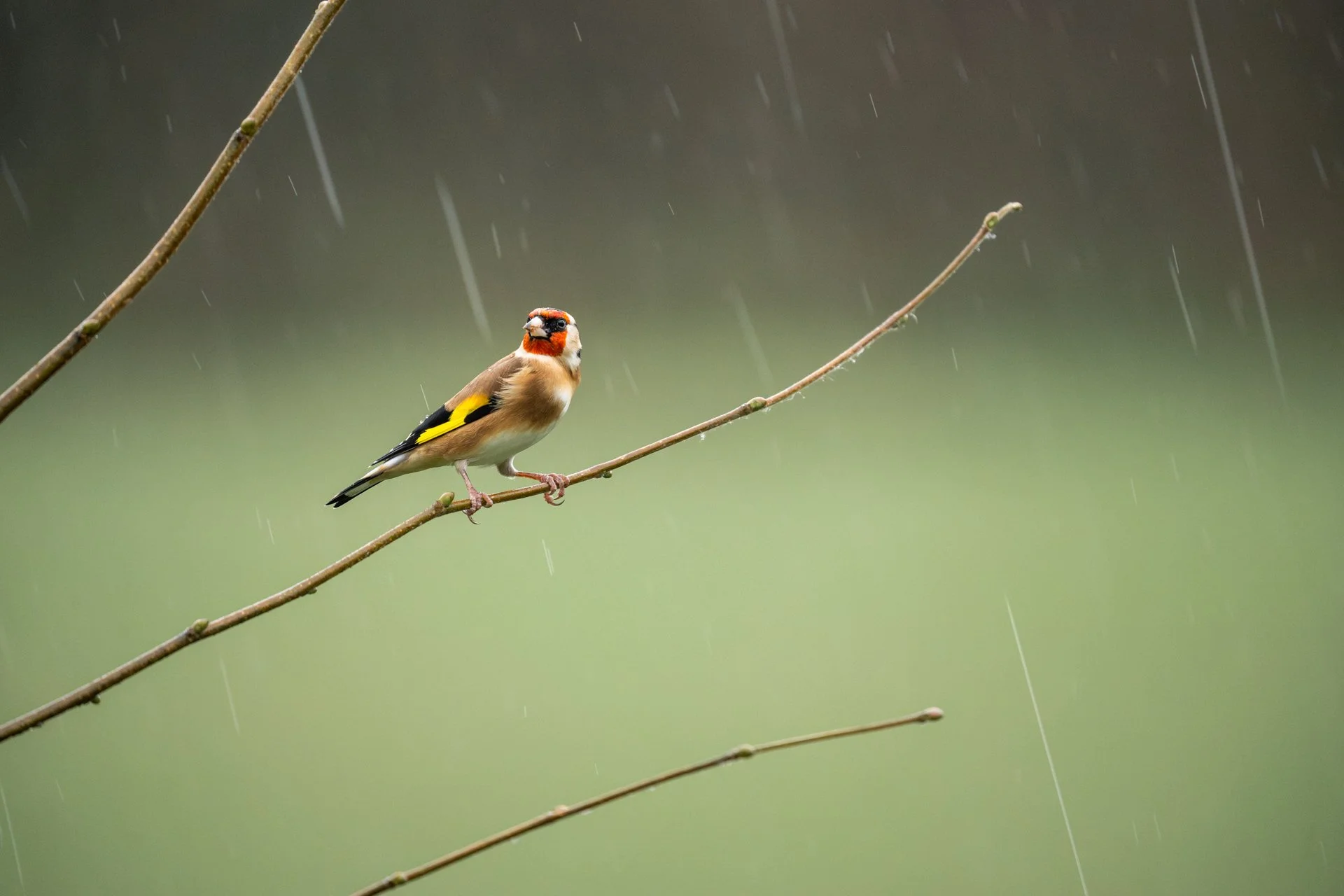 Decemeber Garden 22.jpg