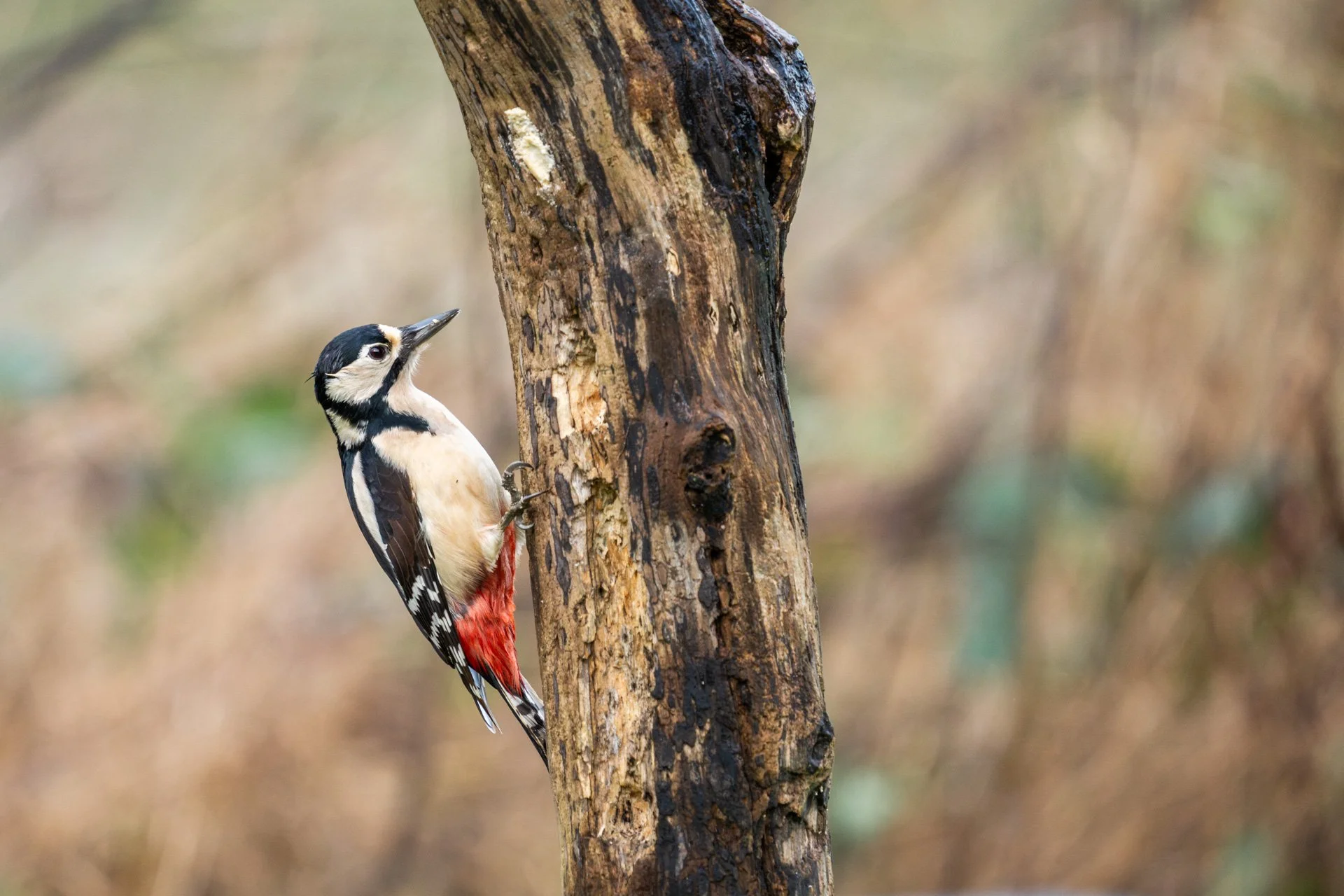 Decemeber Garden 31.jpg