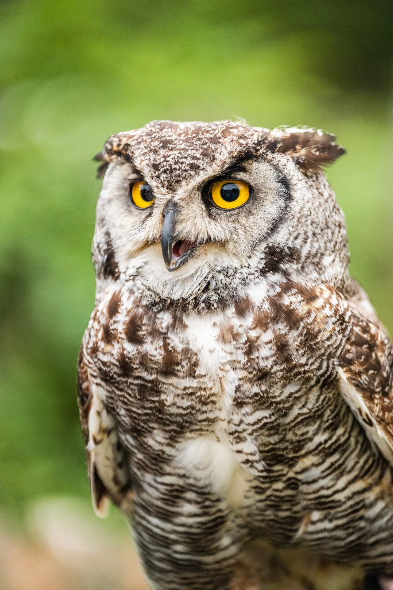 Otterbourne Day 1 Owls-41.jpg