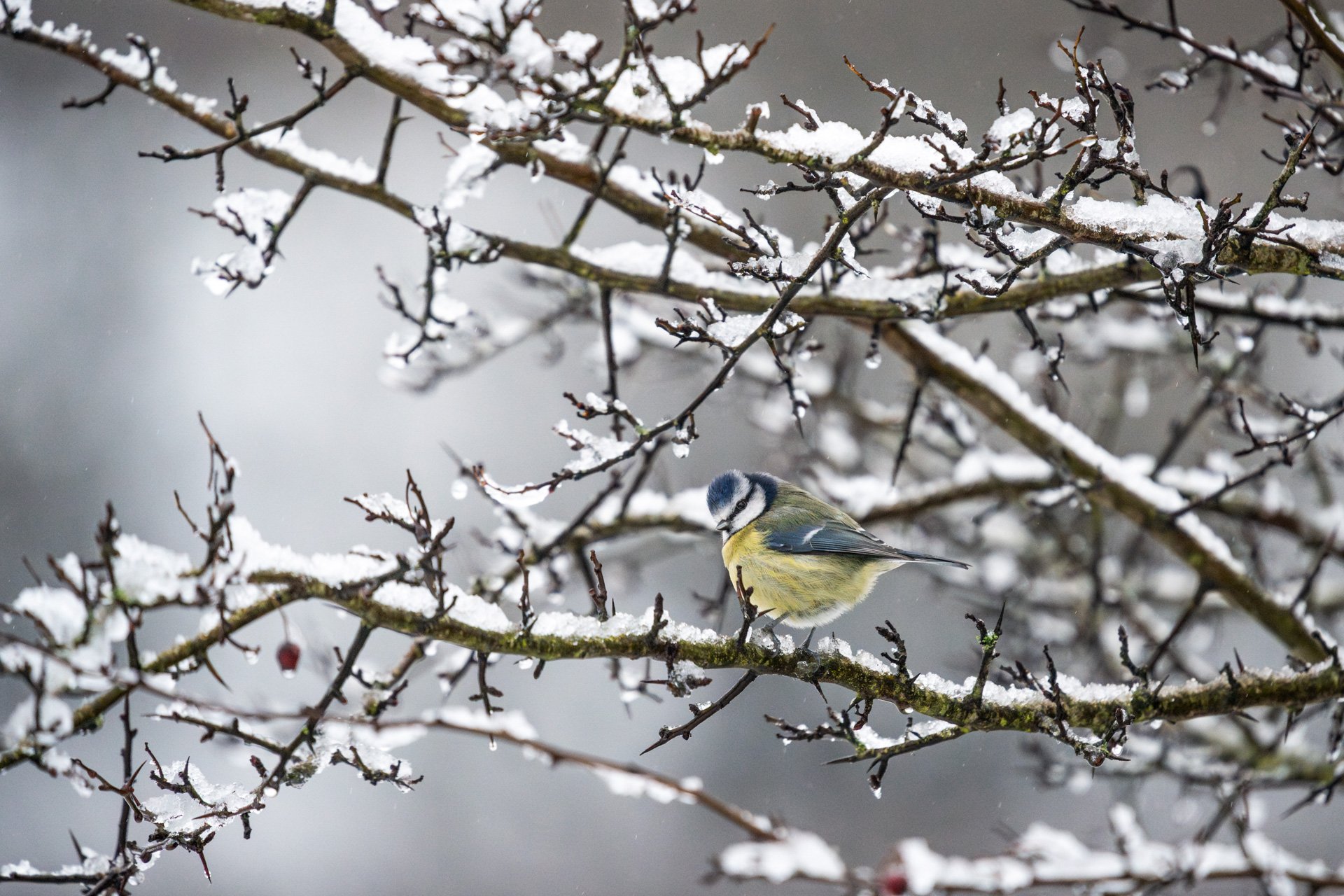 GardenBirdsSnowLR-2.jpg