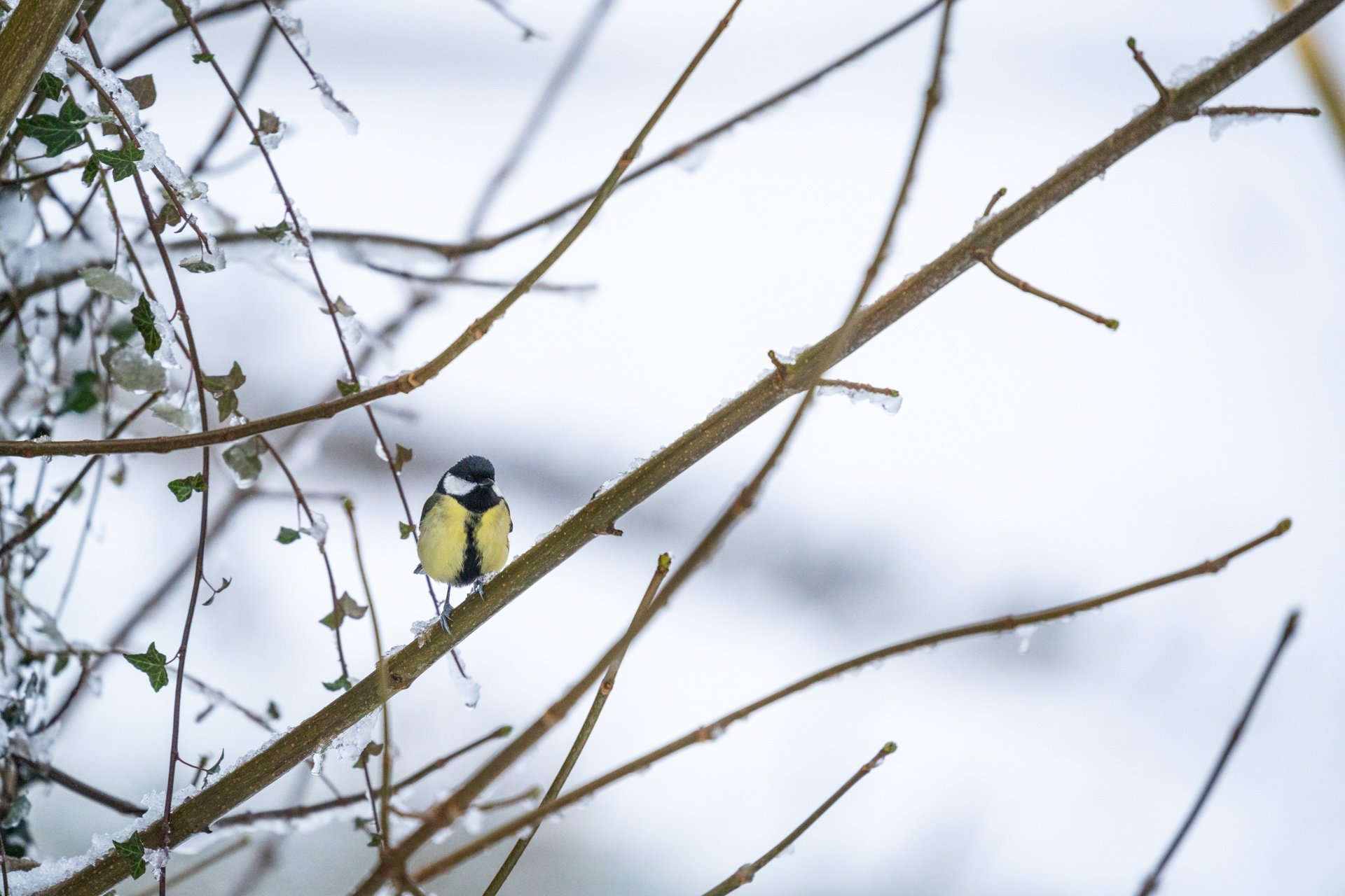 GardenBirdsSnowLR-3.jpg
