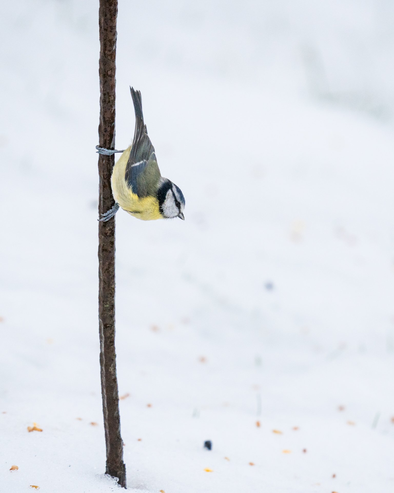 GardenBirdsSnowLR-4.jpg