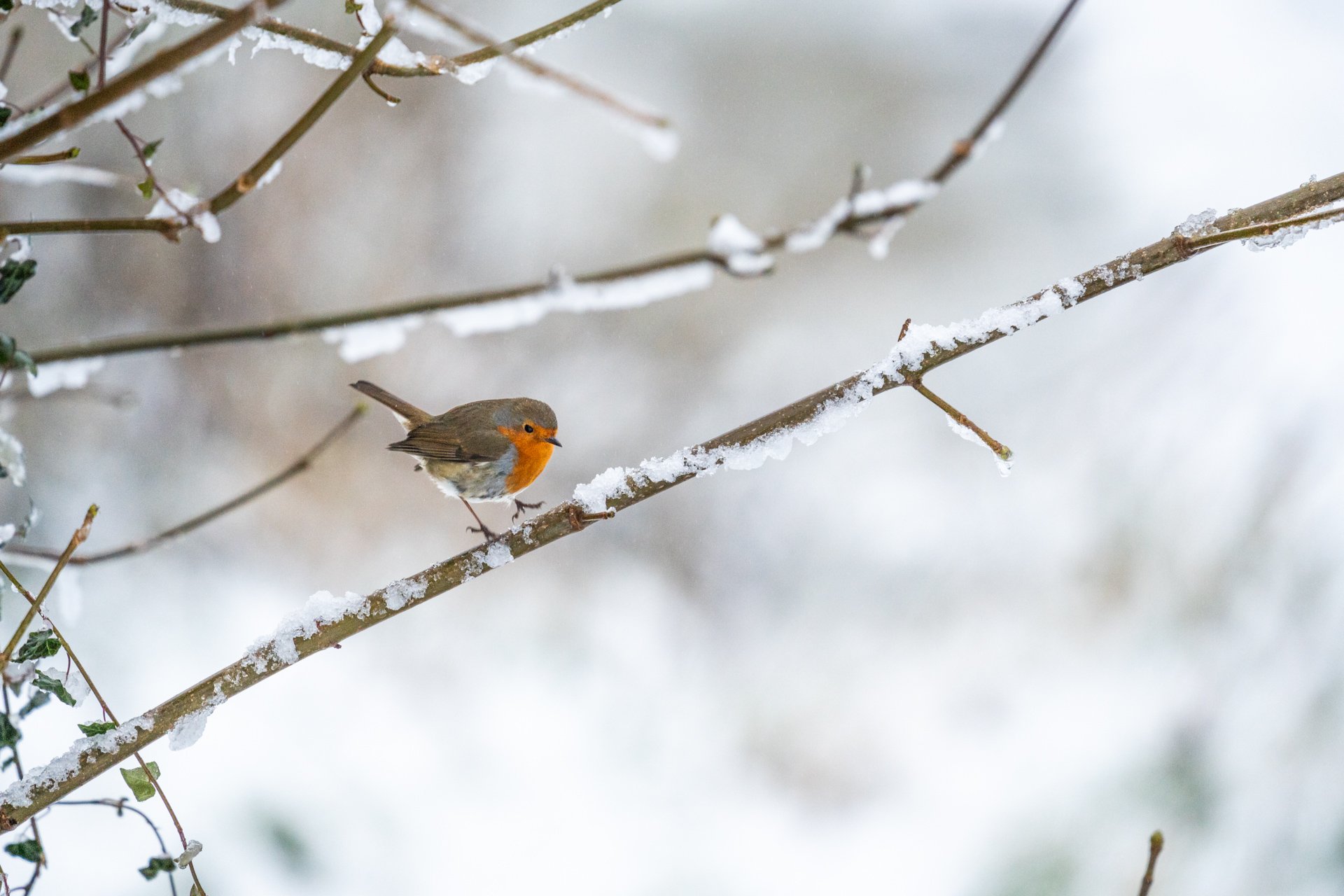 GardenBirdsSnowLR-7.jpg