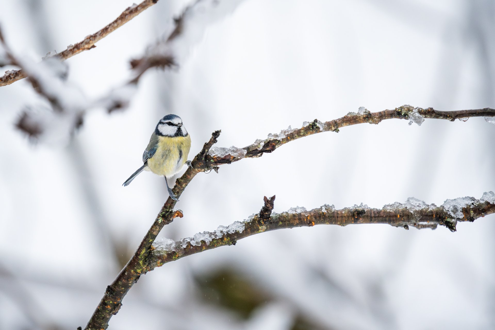 GardenBirdsSnowLR-9.jpg