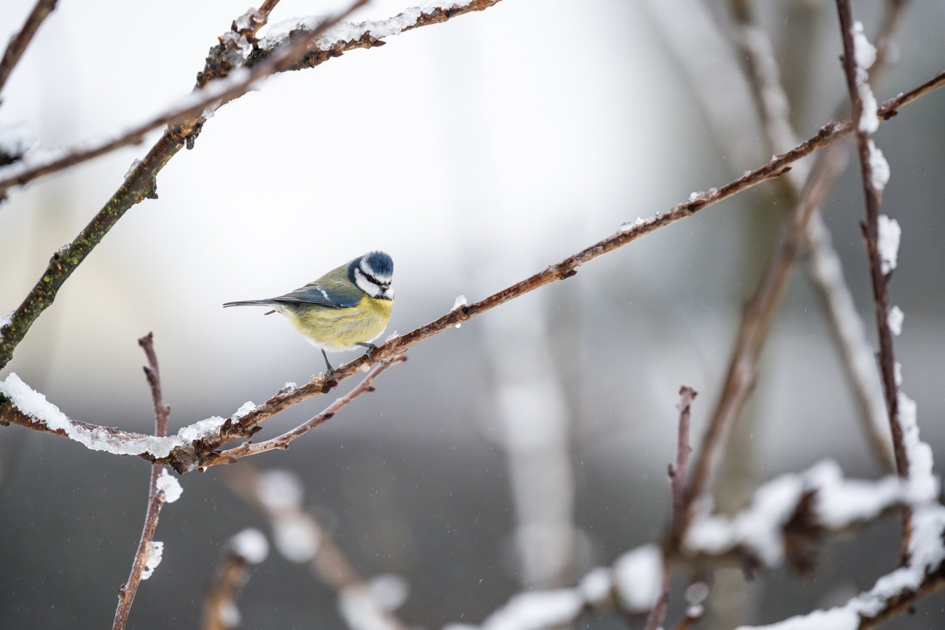 GardenBirdsSnowLR-8.jpg