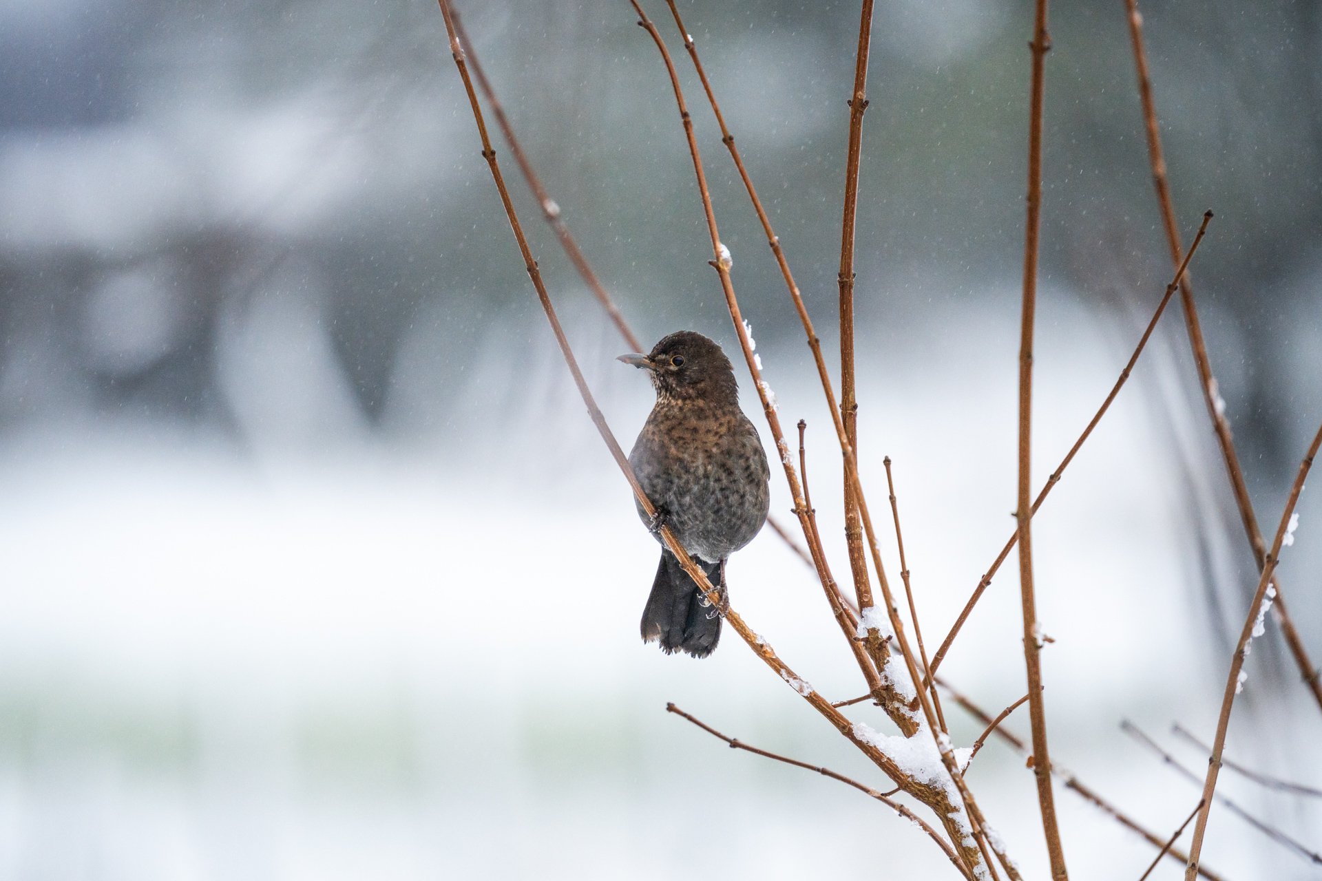 GardenBirdsSnowLR-12.jpg