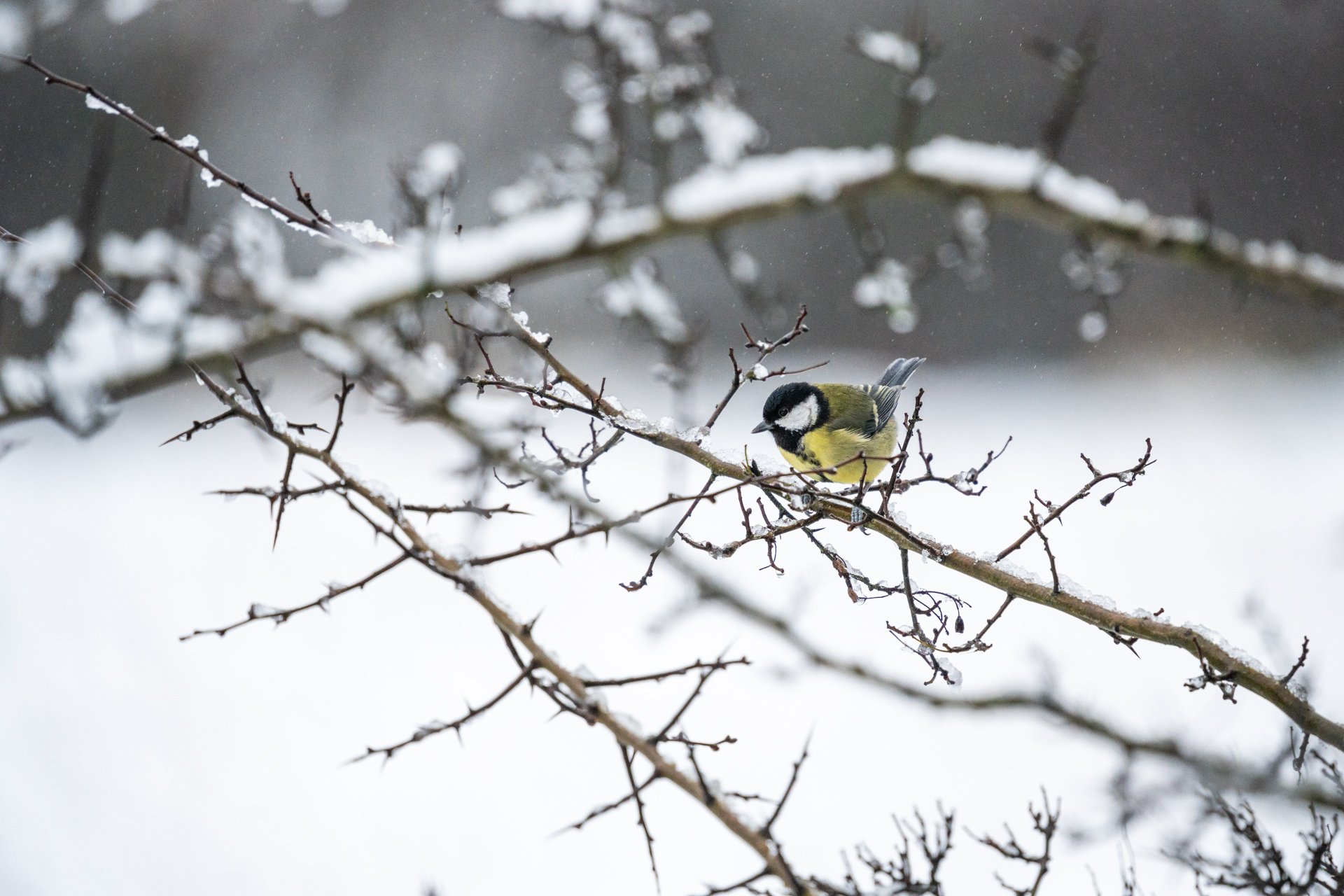 GardenBirdsSnowLR-10.jpg