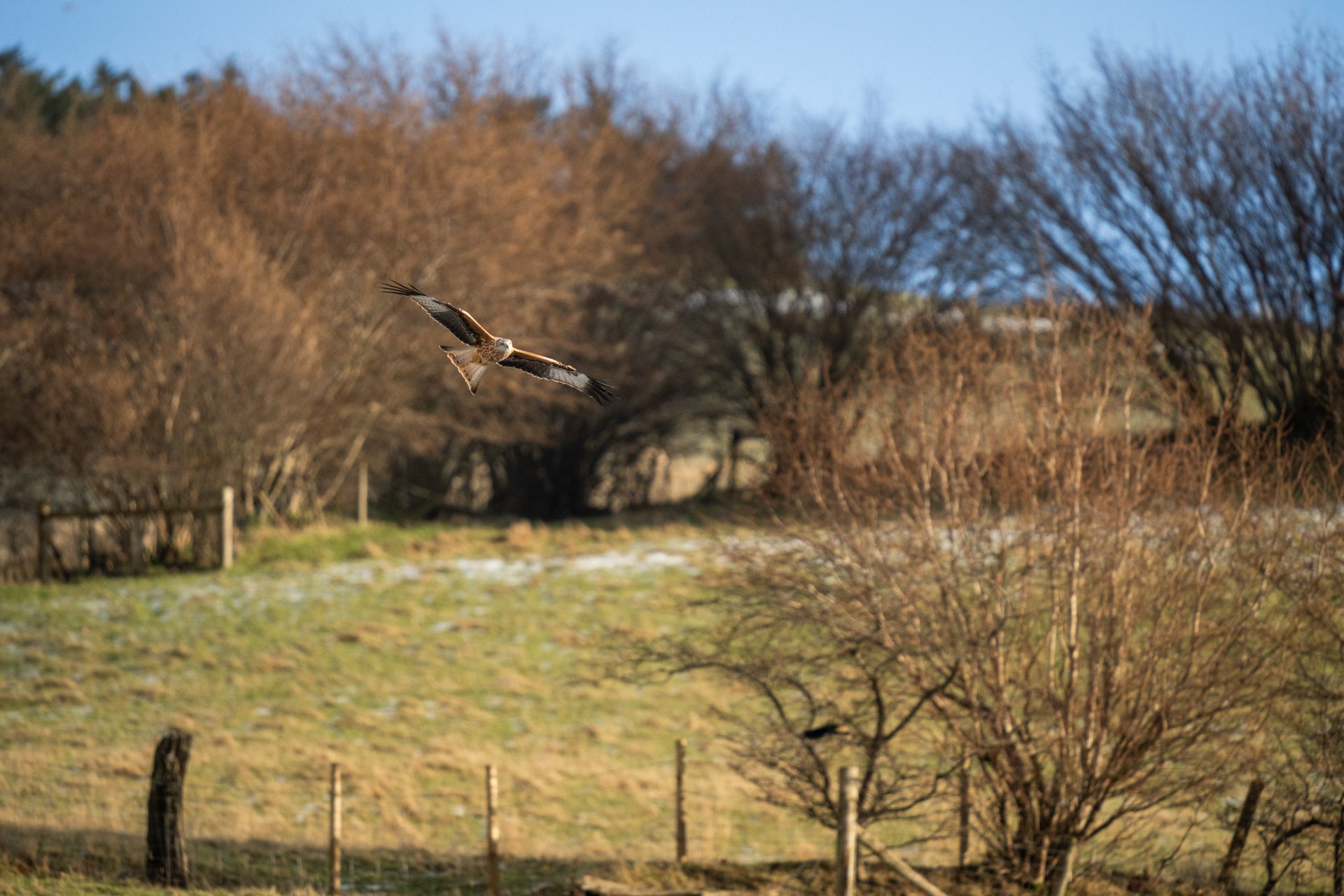 Gigrin Farm Jan 25 LR-22.jpg