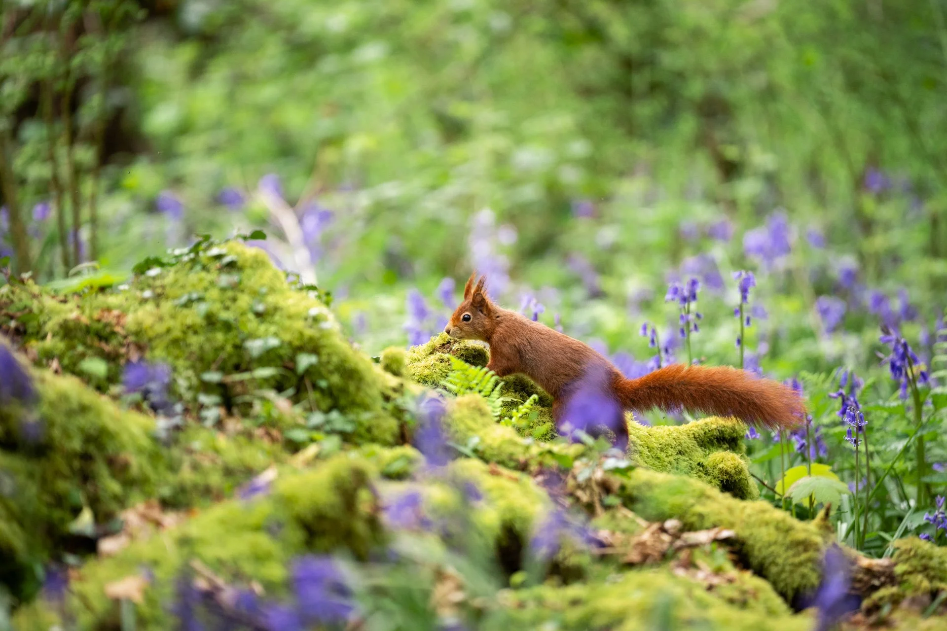 Bluebell Squirrels _24.jpg