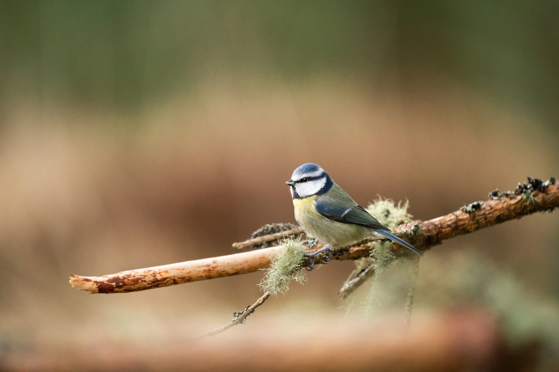 Wildlife Tour Day 3 _07.jpg