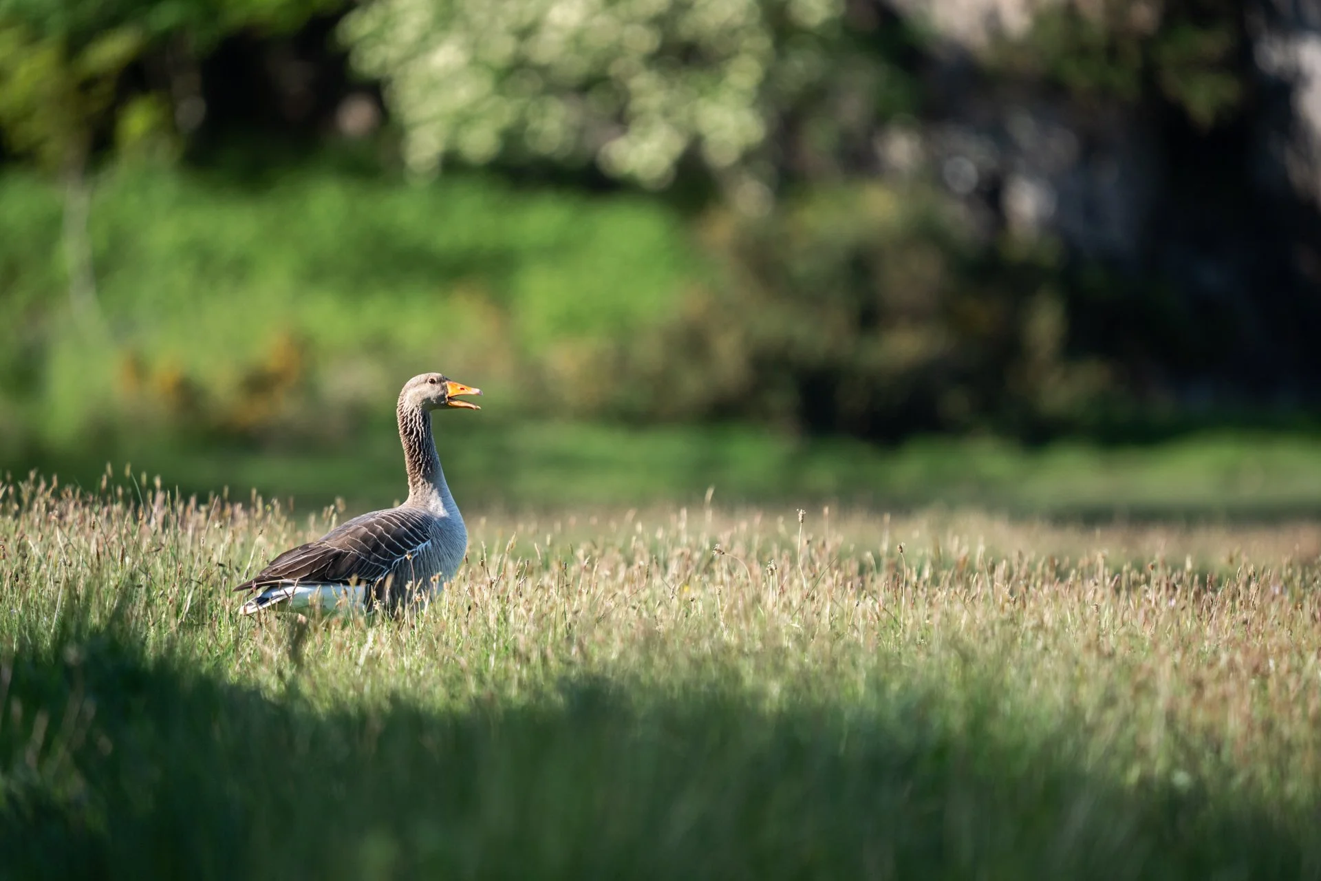 Ulva Photo Walk_26.jpg