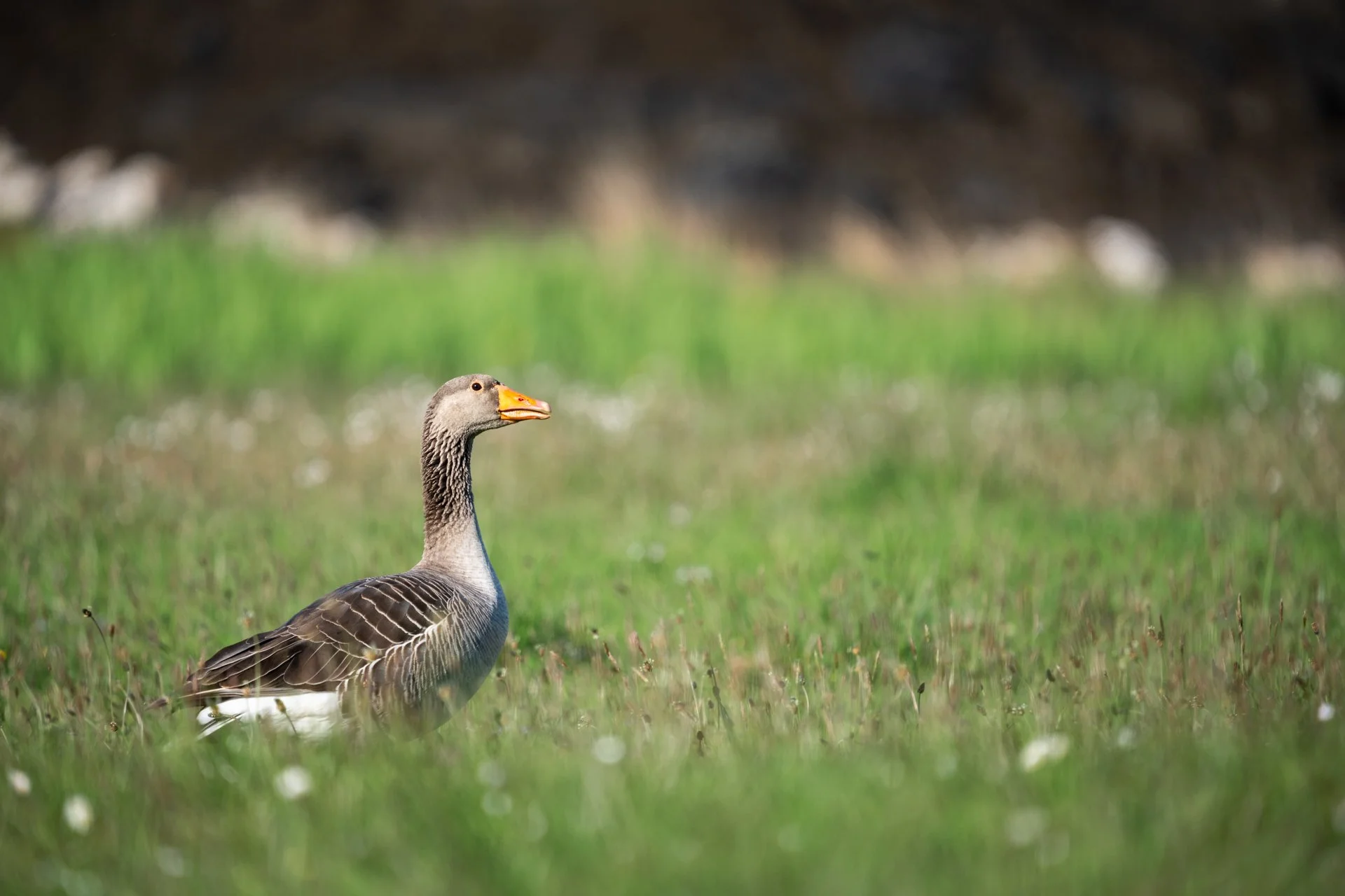 Ulva Photo Walk_29.jpg