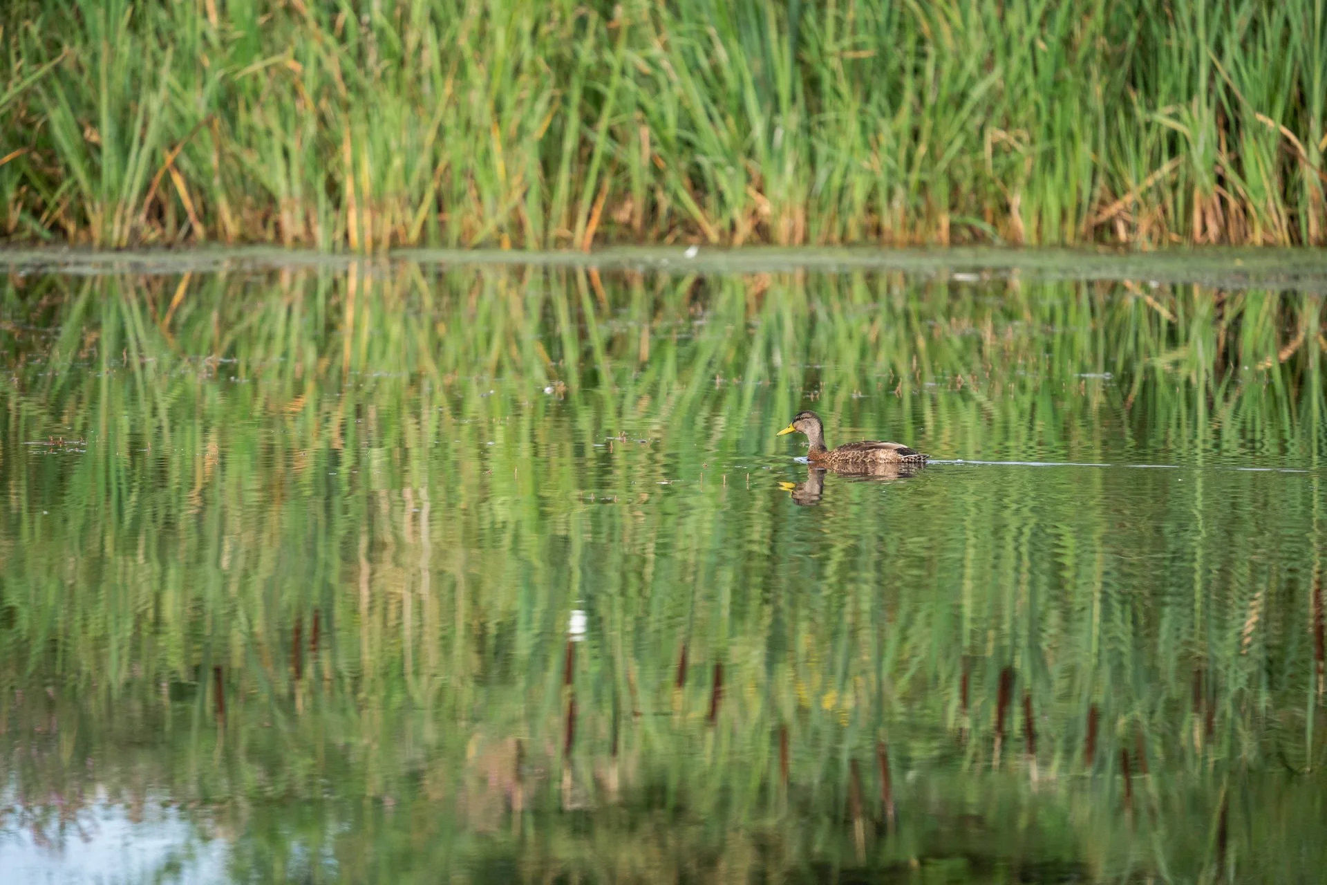 Aston Locks Nature Reserve _10.jpg