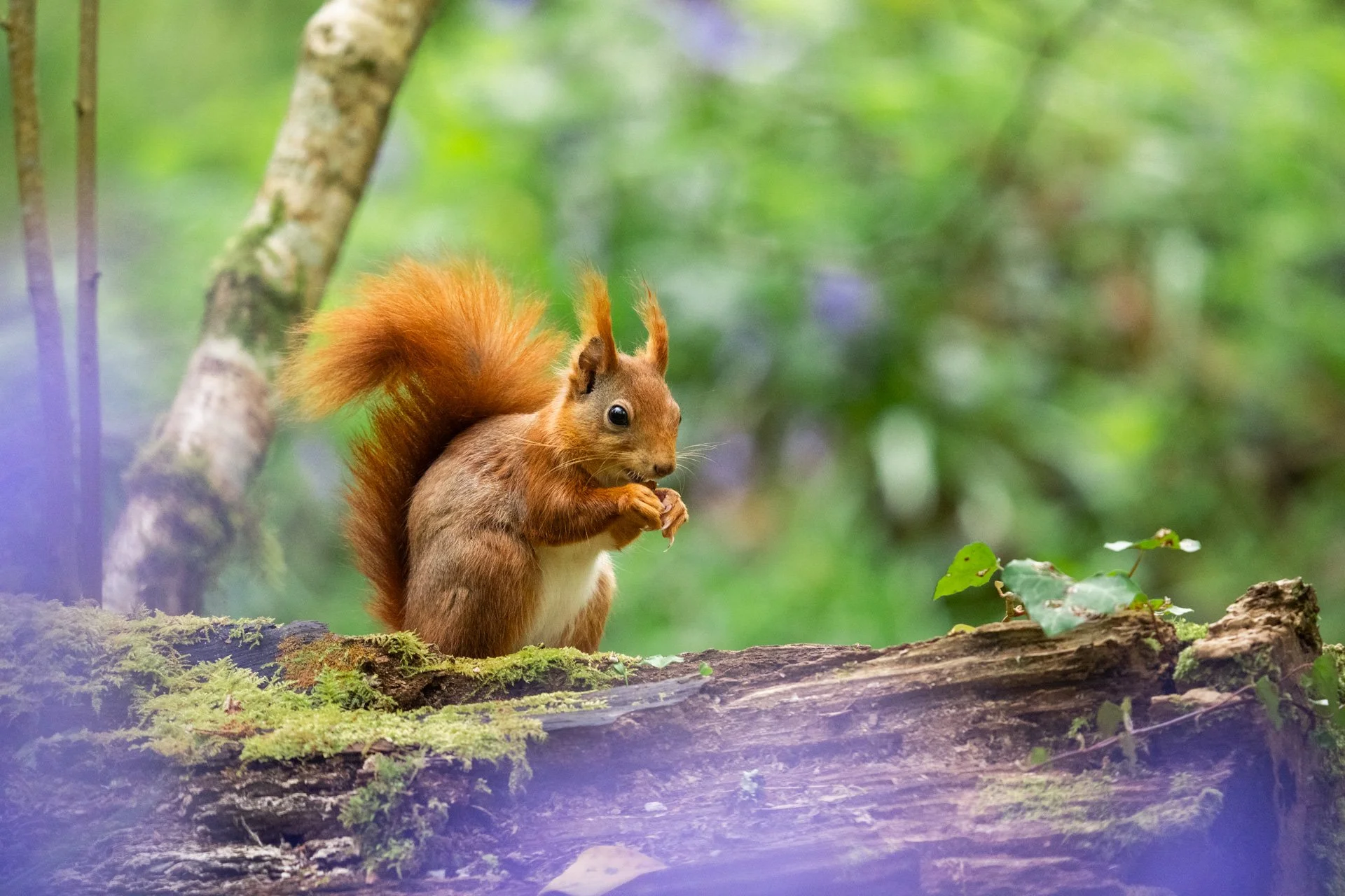 Bluebell Squirrels _34.jpg