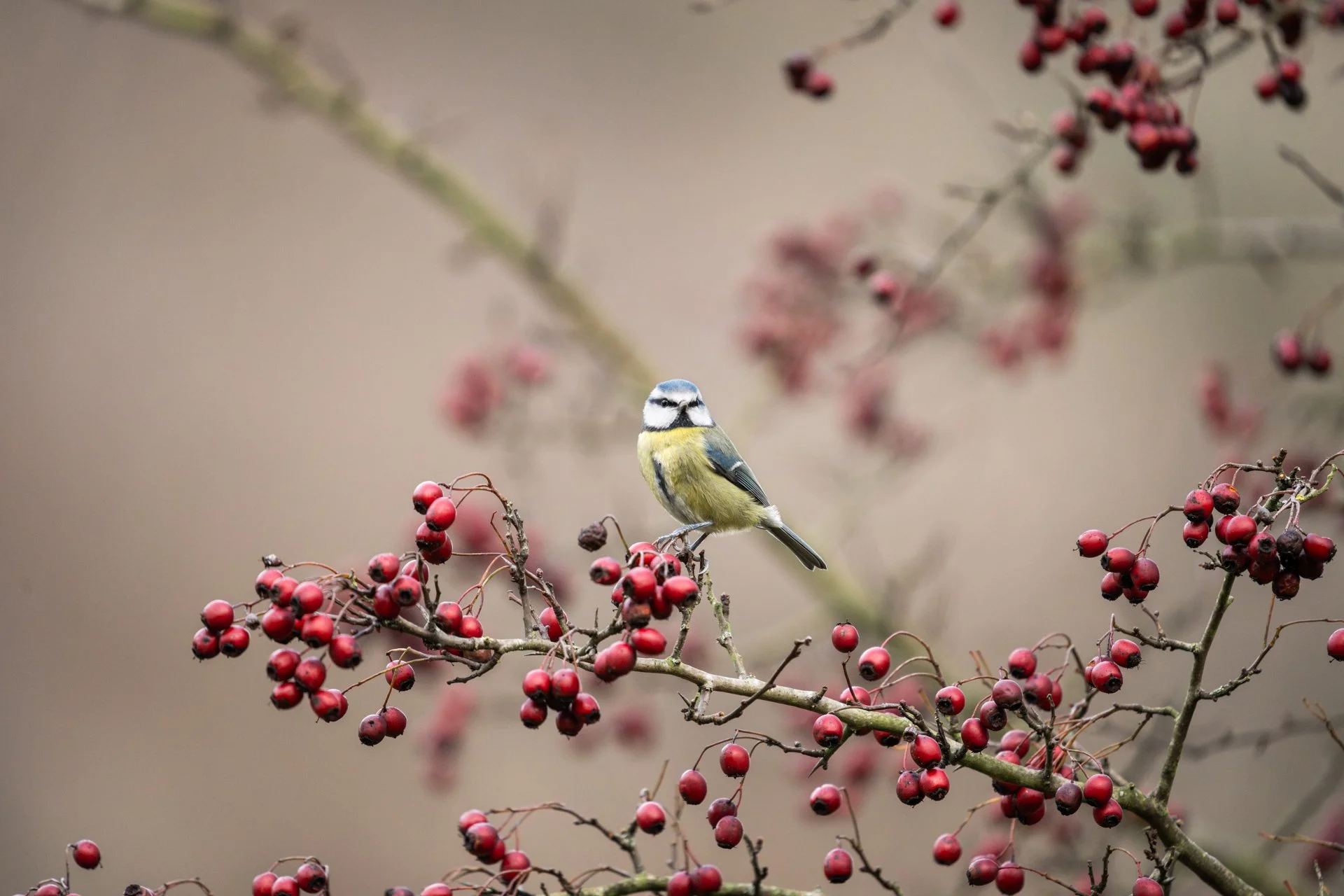 Decemeber Garden 15.jpg