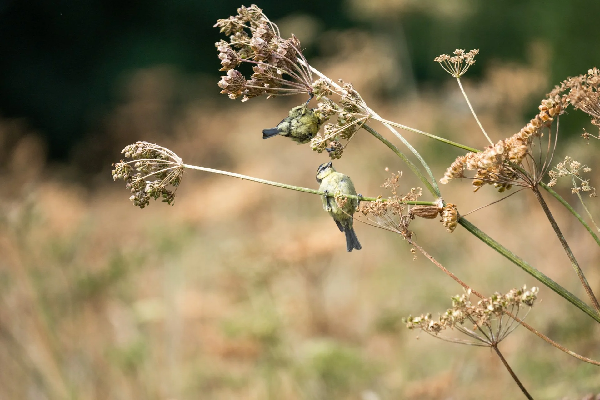 Aston Locks Nature Reserve _24.jpg