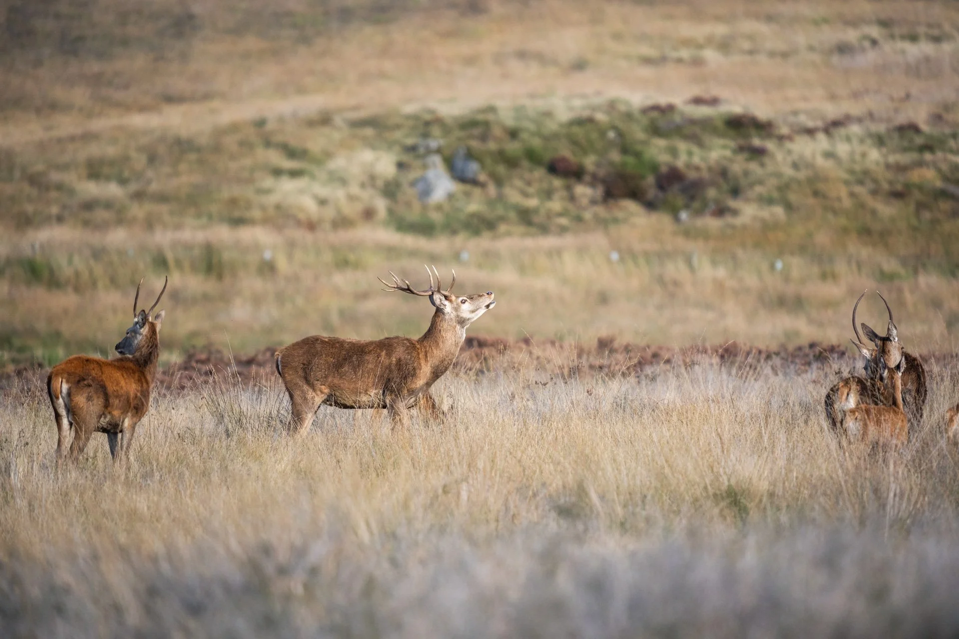 Peak District Deer _11.jpg
