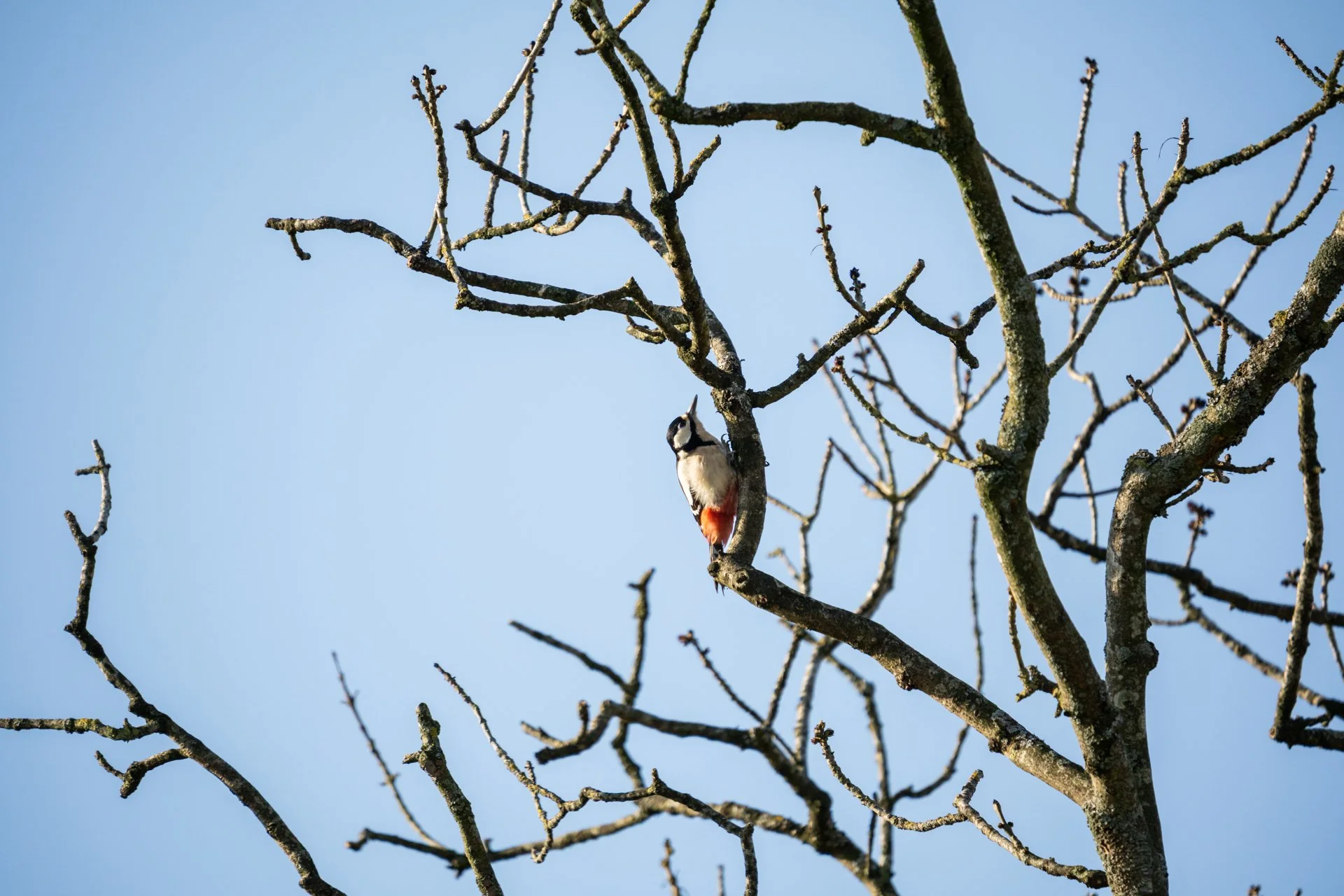 Local Wildlife Walk _07.jpg