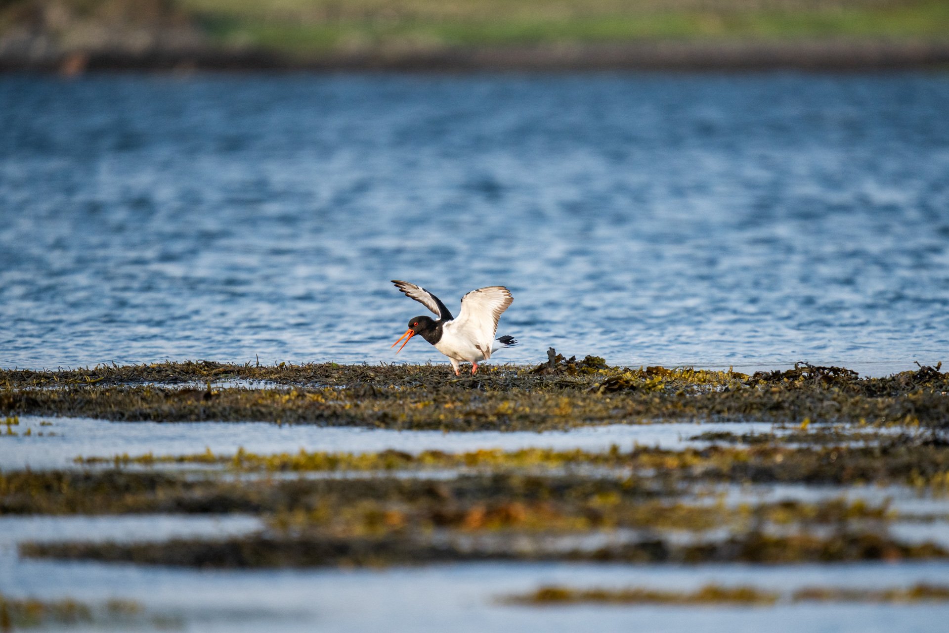 Kerrera_06.jpg