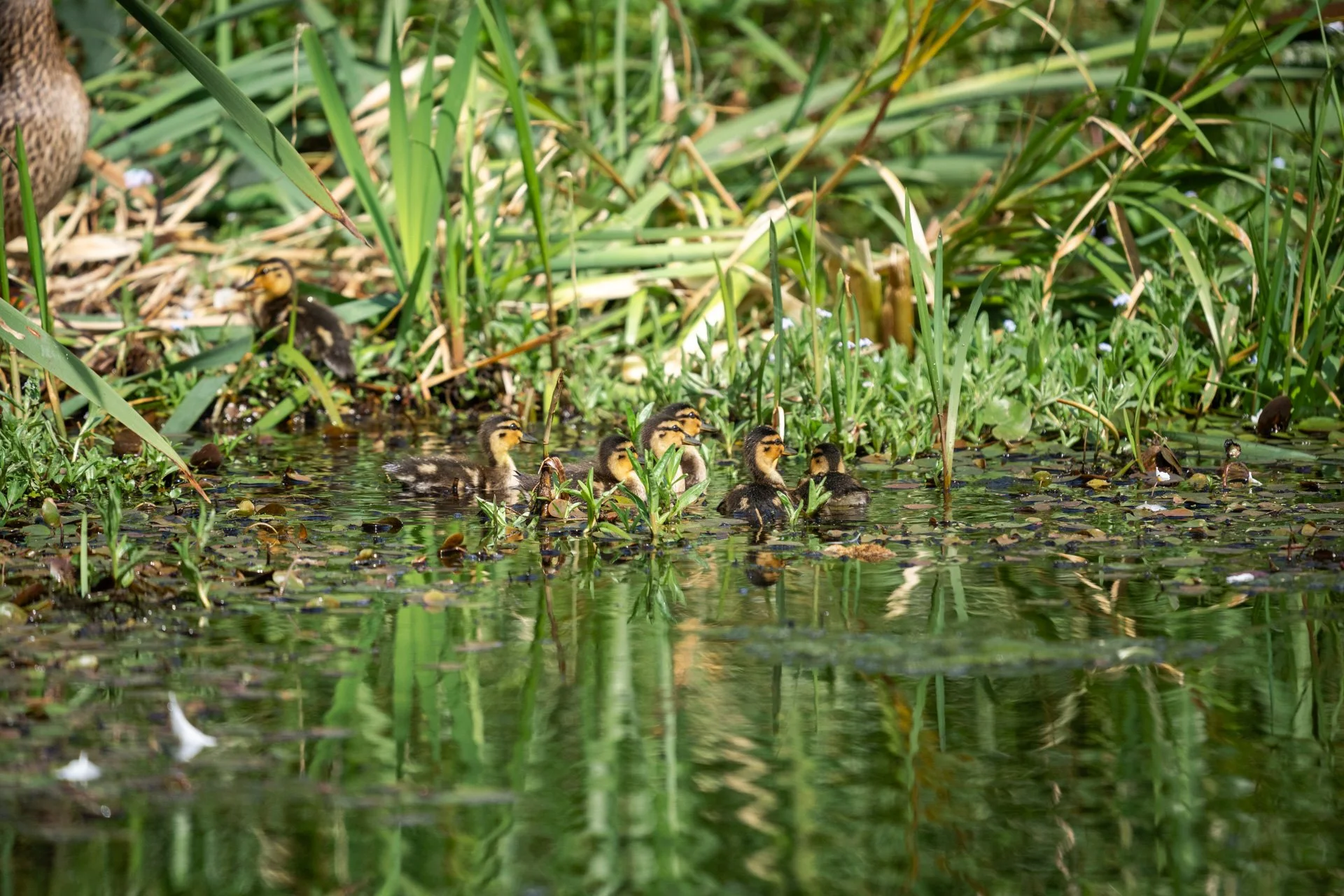 Aston Locks Nature Reserve _32.jpg