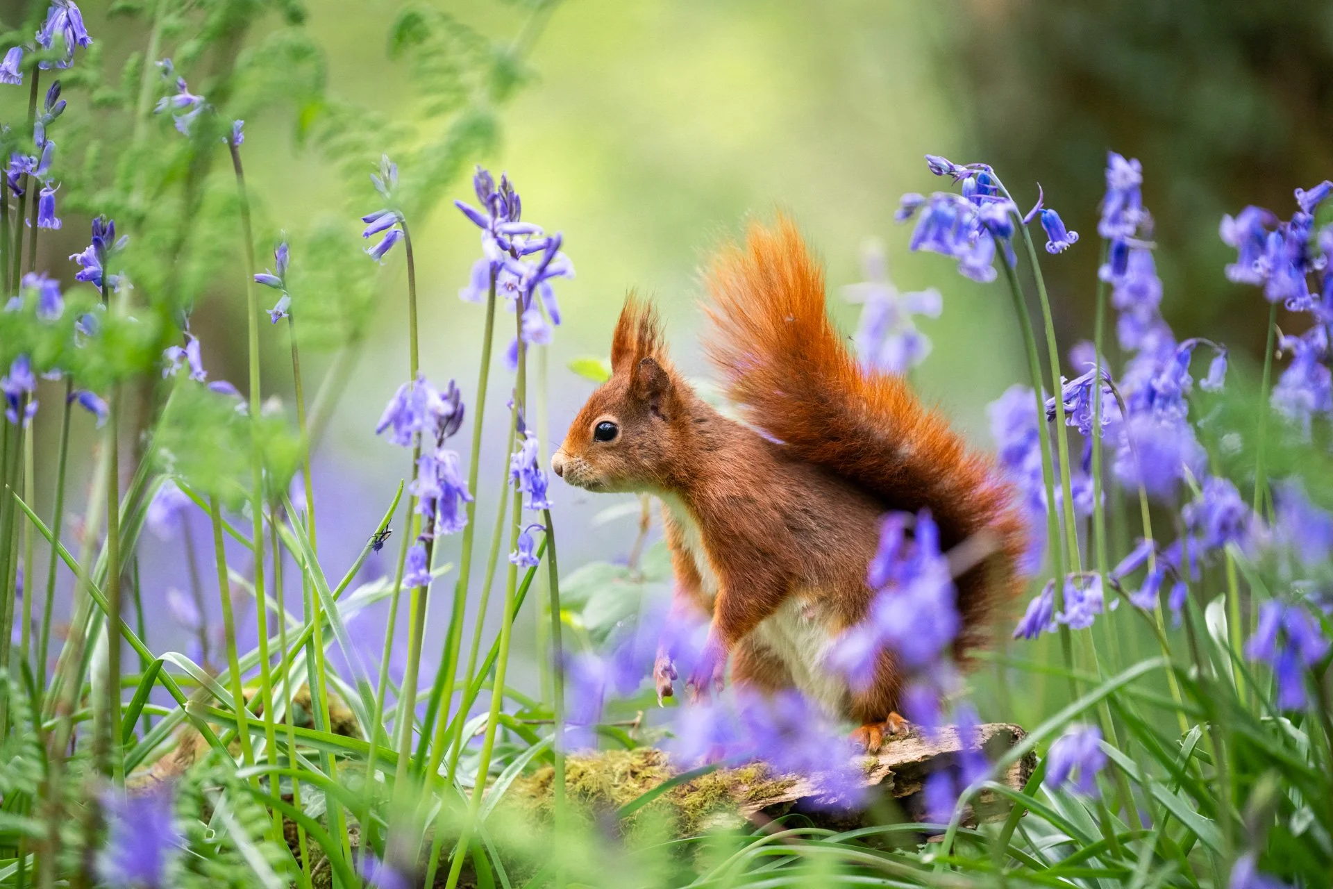 Bluebell Squirrels _20.jpg