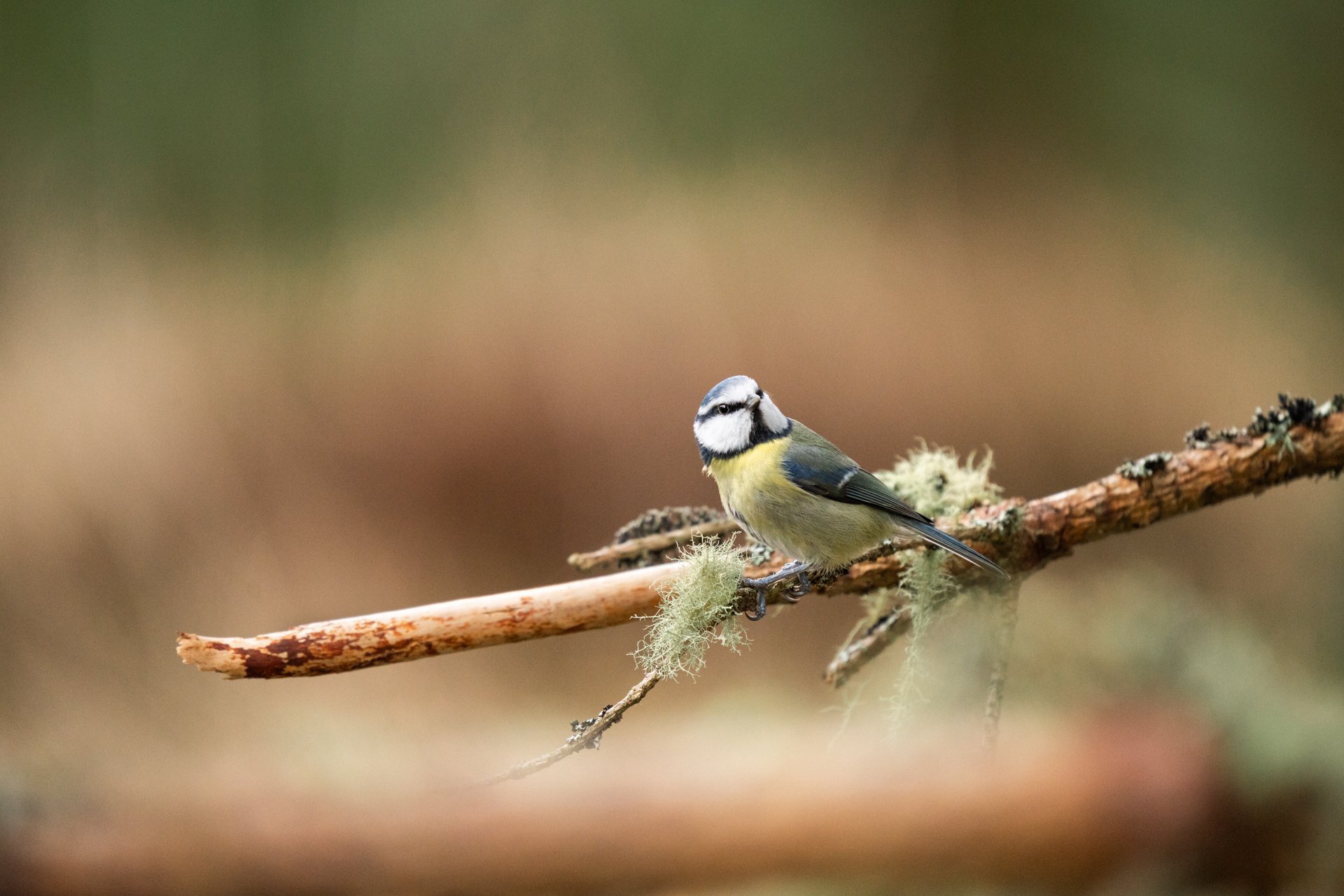 Wildlife Tour Day 3 _08.jpg