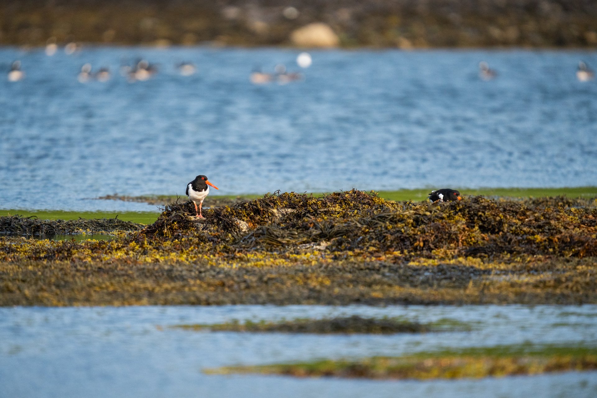 Kerrera_04.jpg