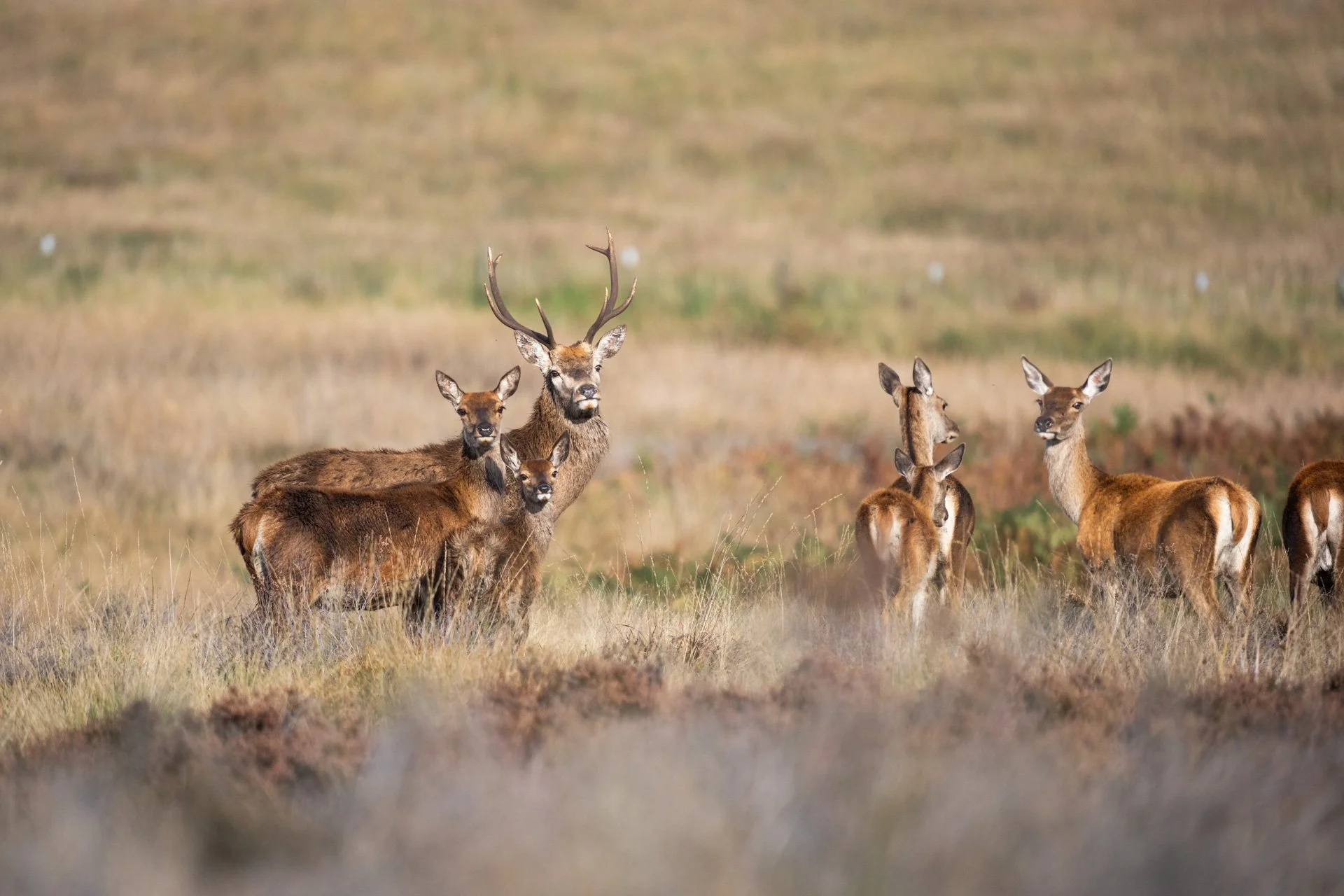 Peak District Deer _16.jpg