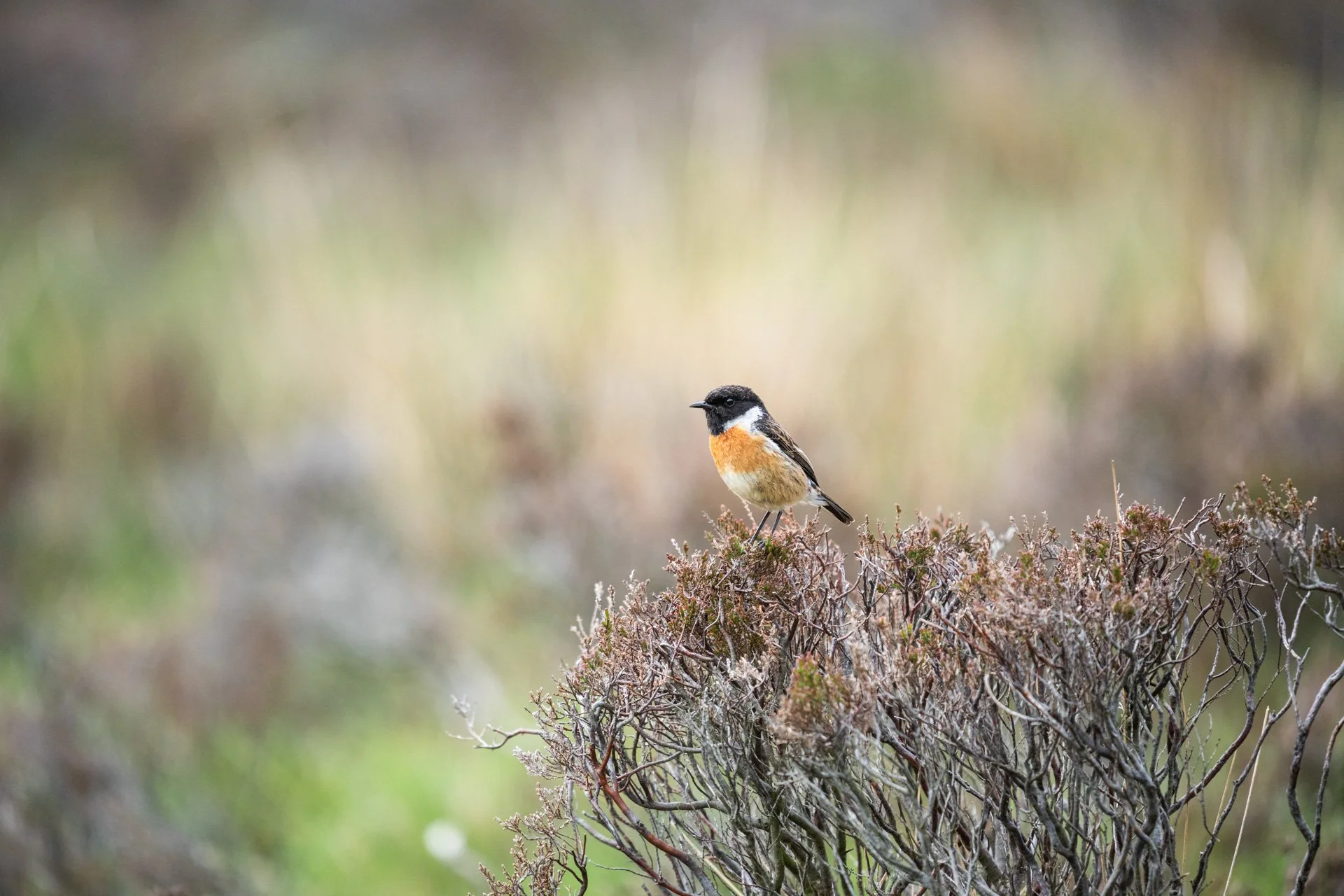 Ulva Photo Walk_08.jpg